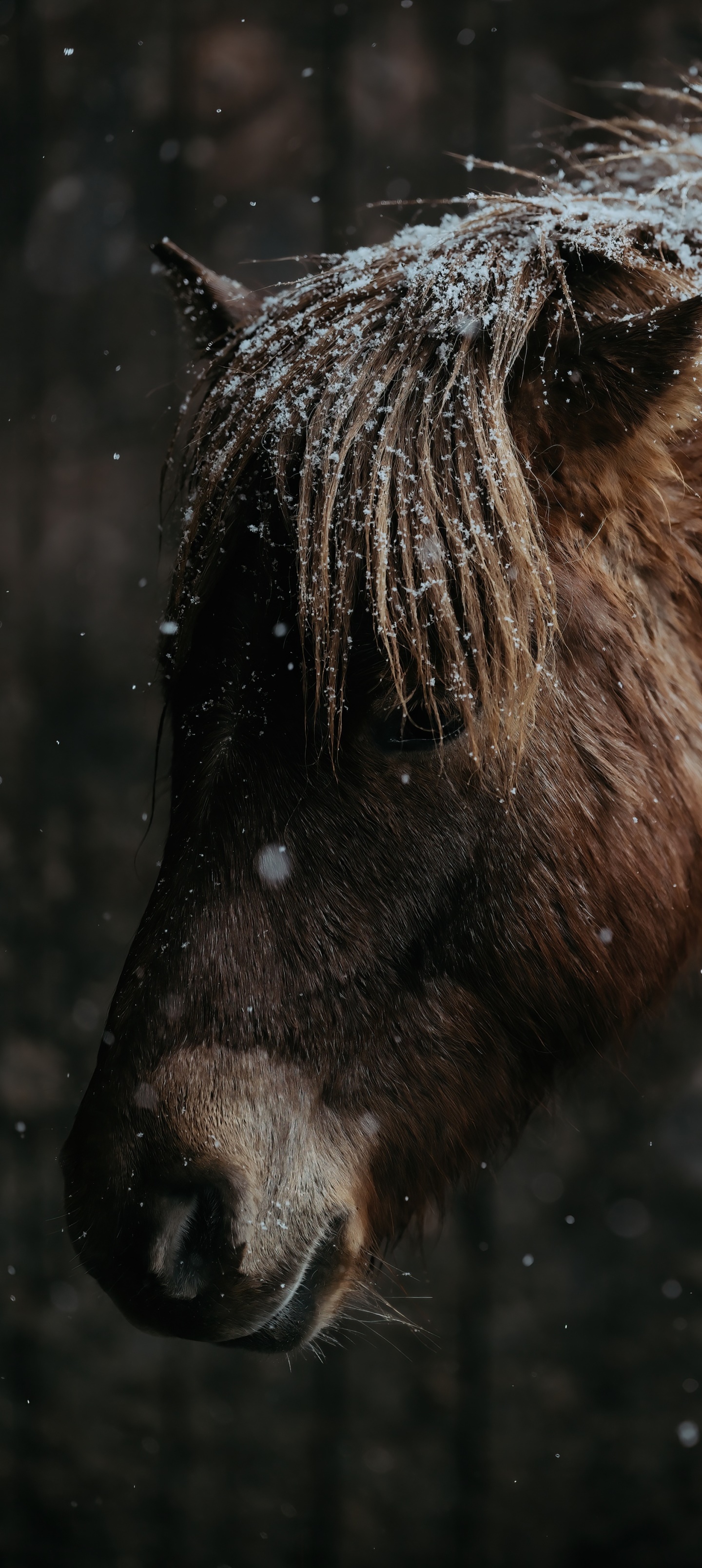 Animal Horse, 1440x3216, Phone HD Wallpaper