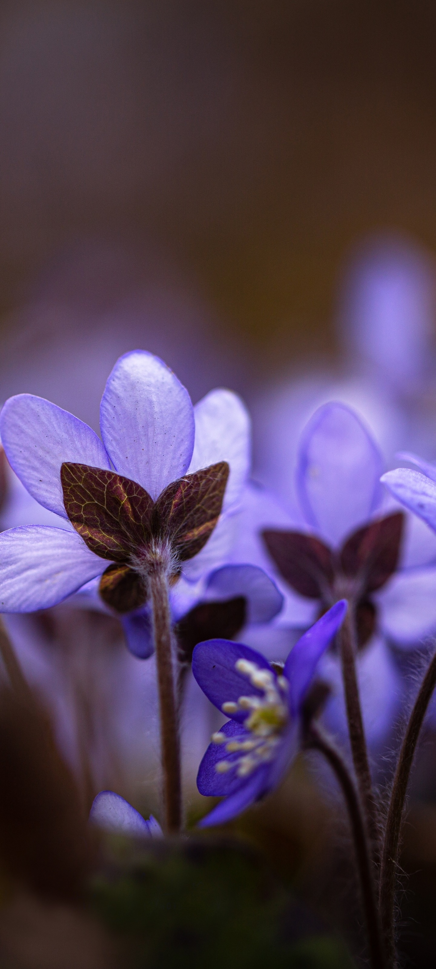 Earth Flower, Hepatica, 1440x3200, Phone HD Wallpaper