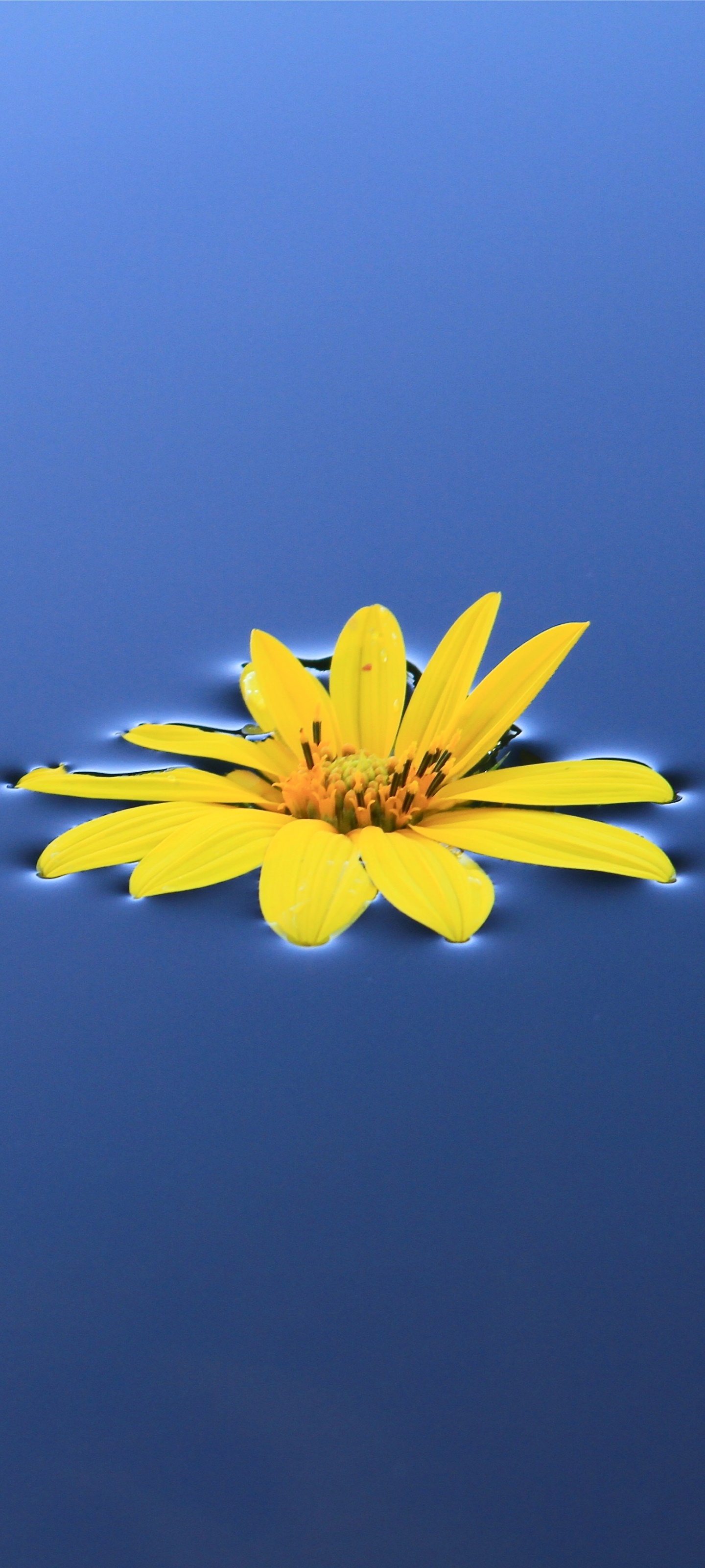 Earth Flower, 1440x3200, Phone HD Wallpaper