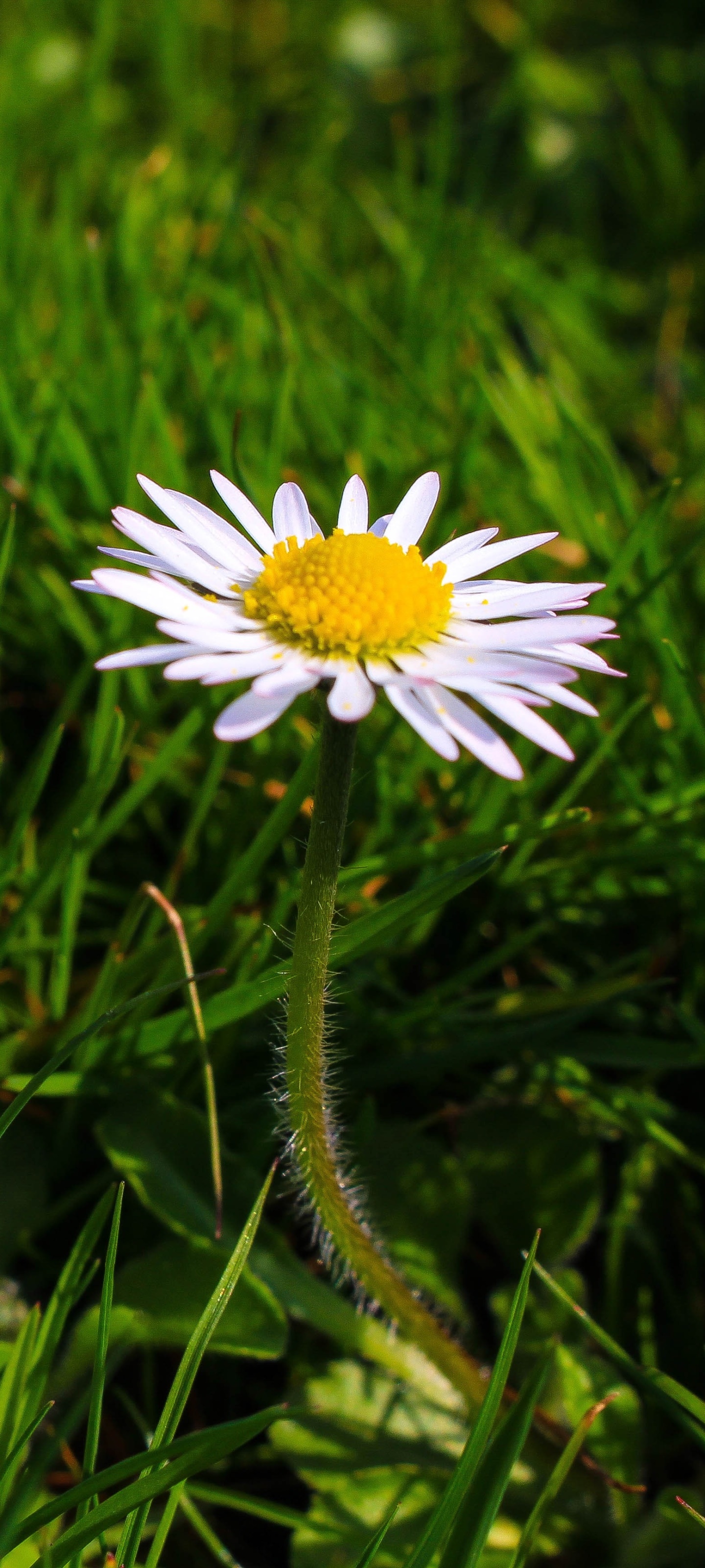 Earth Flower, Nature, White Flower, 1440x3200, Phone HD Wallpaper