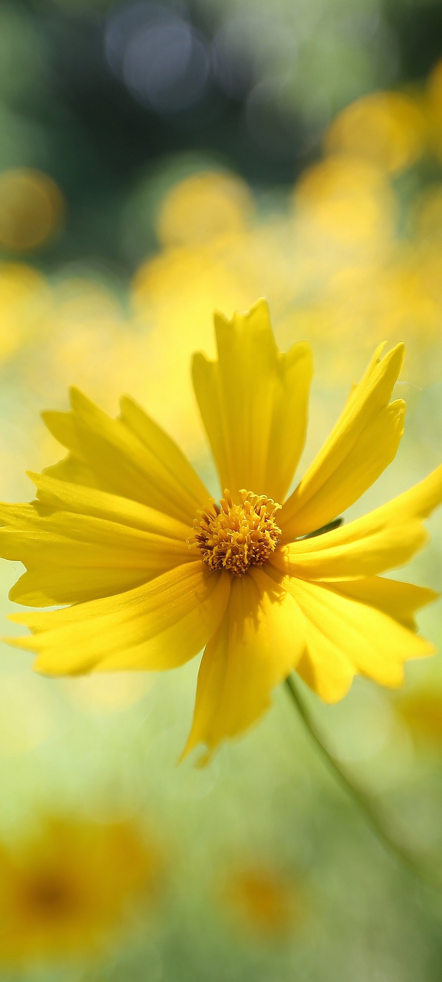 Earth Flower, Yellow, Bokeh, 1440x3200, Phone HD Wallpaper