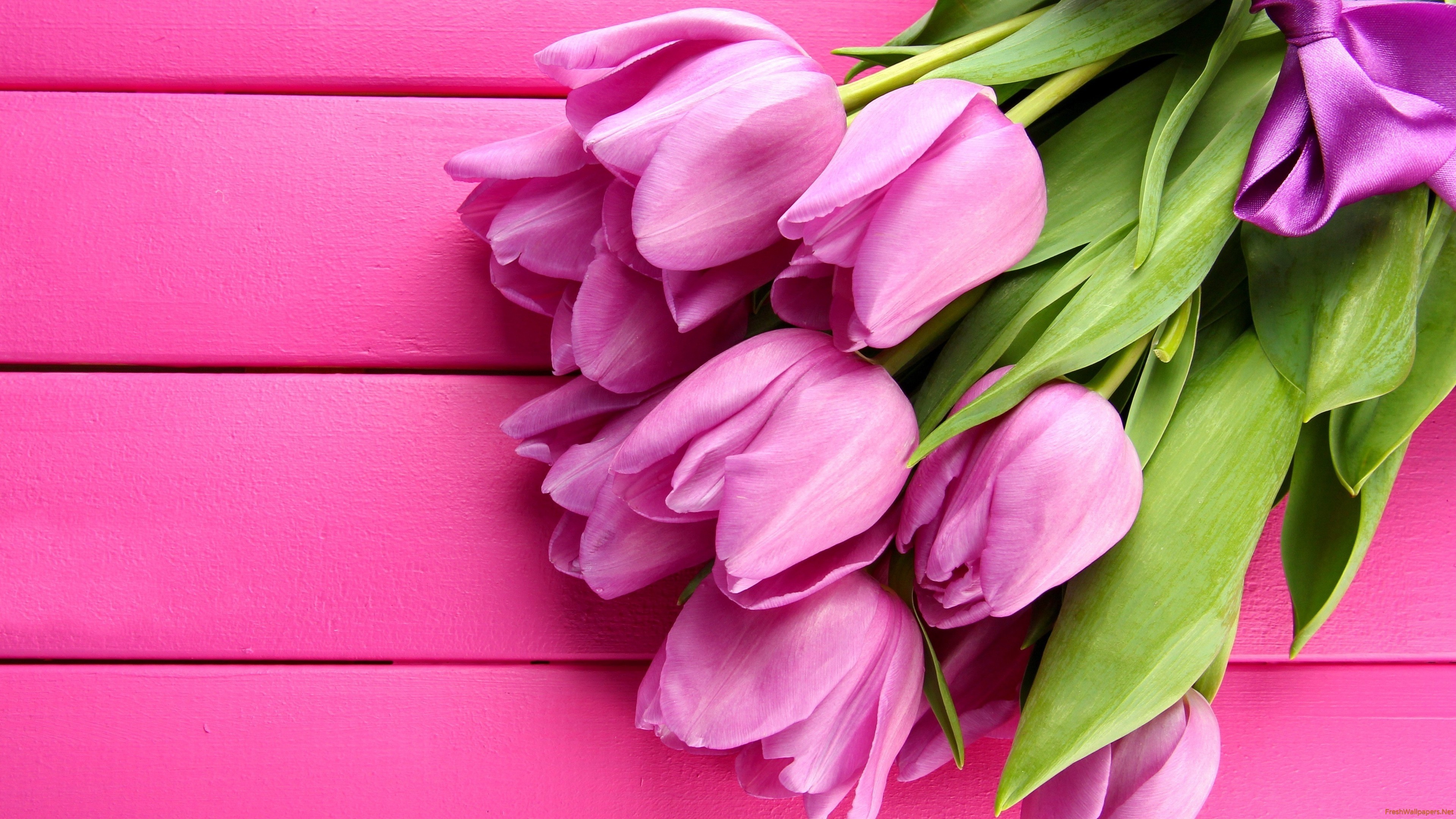 flowers, tulips, 4k, HD Wallpaper