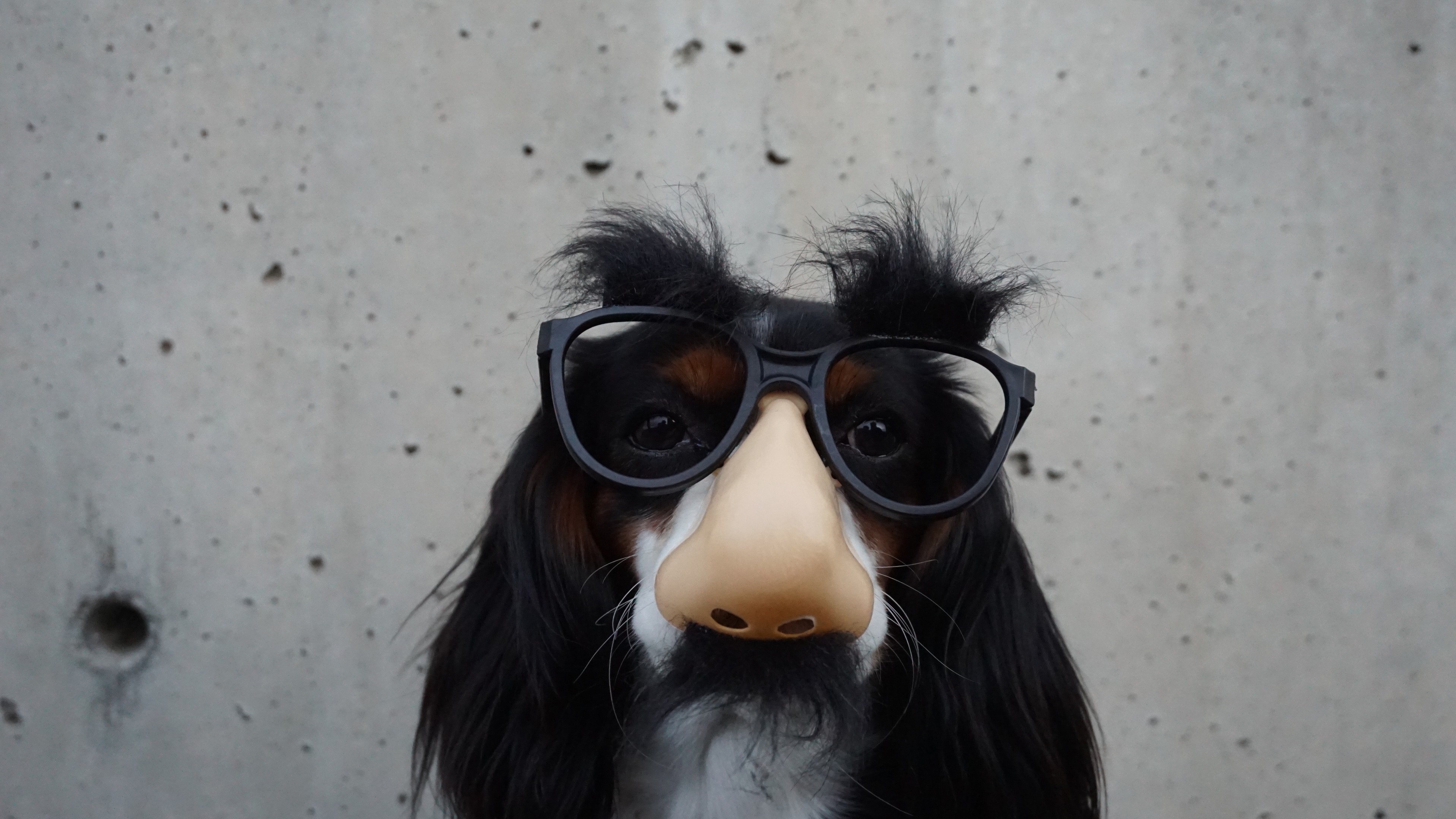 Dog, funny animals, 6K, HD Wallpaper