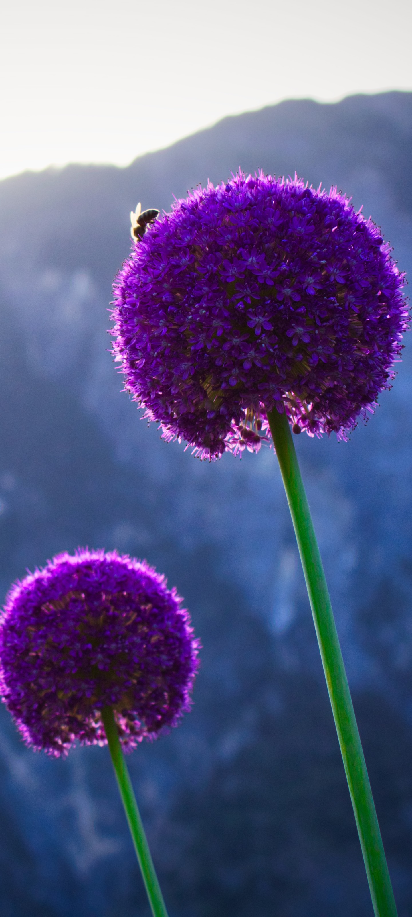 Earth Flower, Nature, Plant, 1440x3200, Phone HD Wallpaper