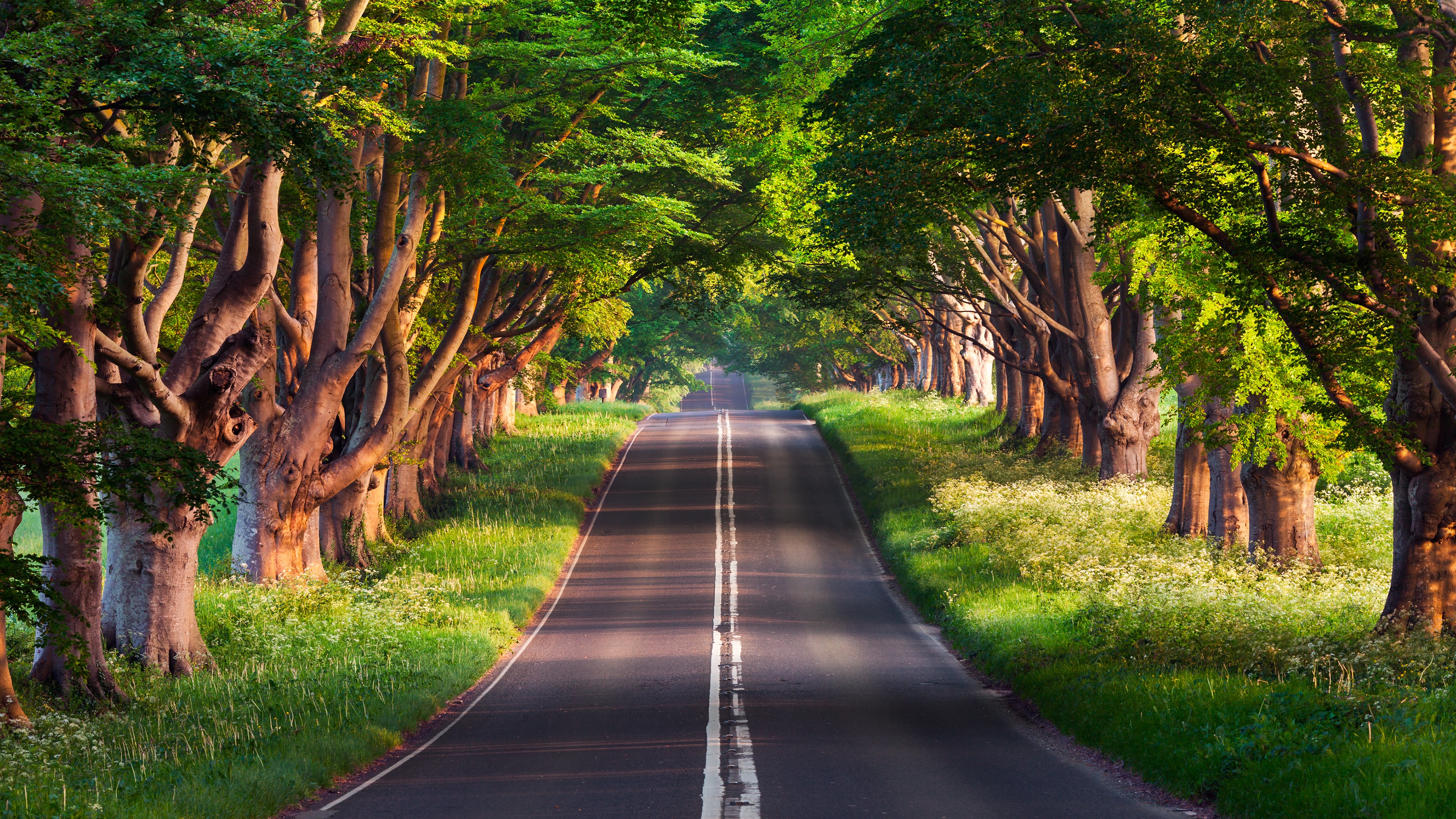 road, trees, summer, 4k, HD Wallpaper