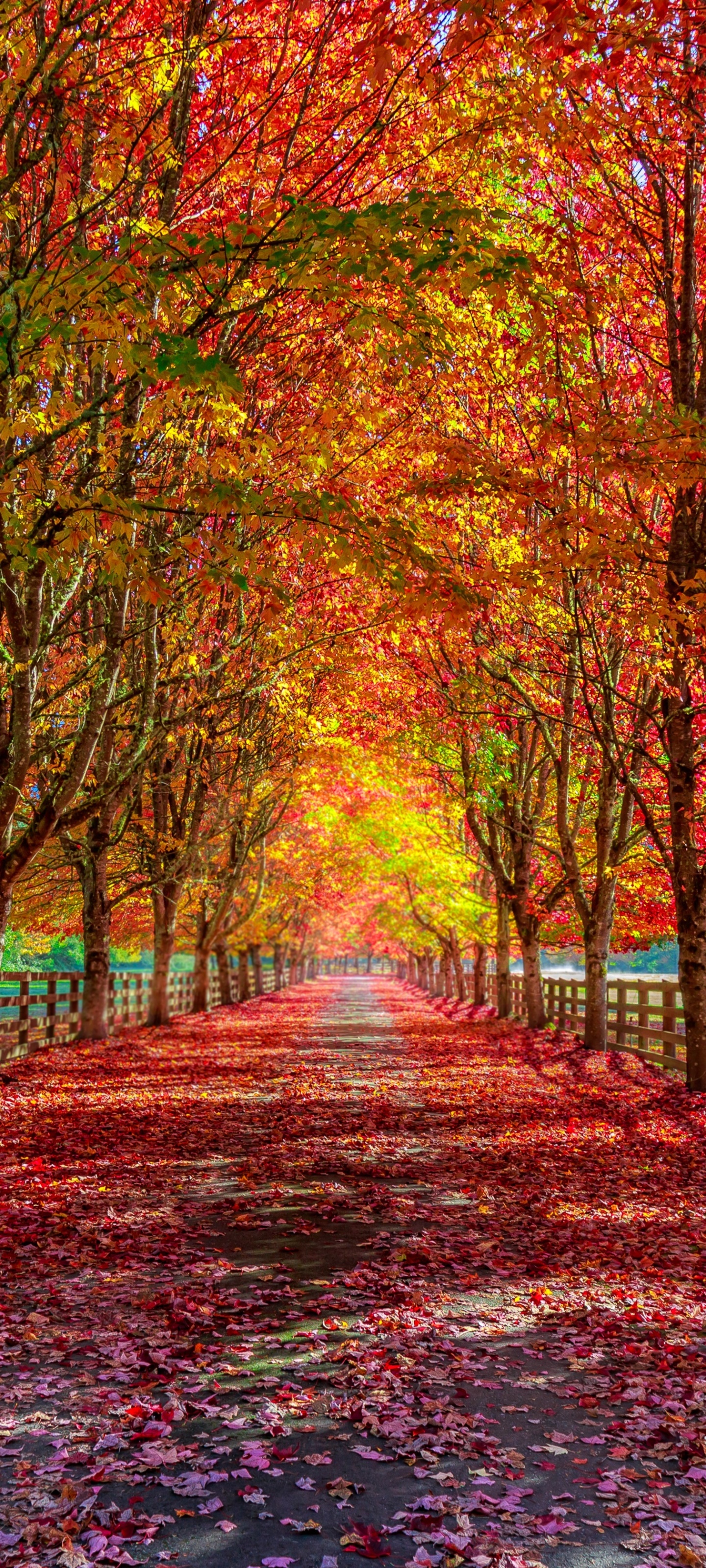 Photography Fall, Path, 1440x3200, Phone HD Wallpaper
