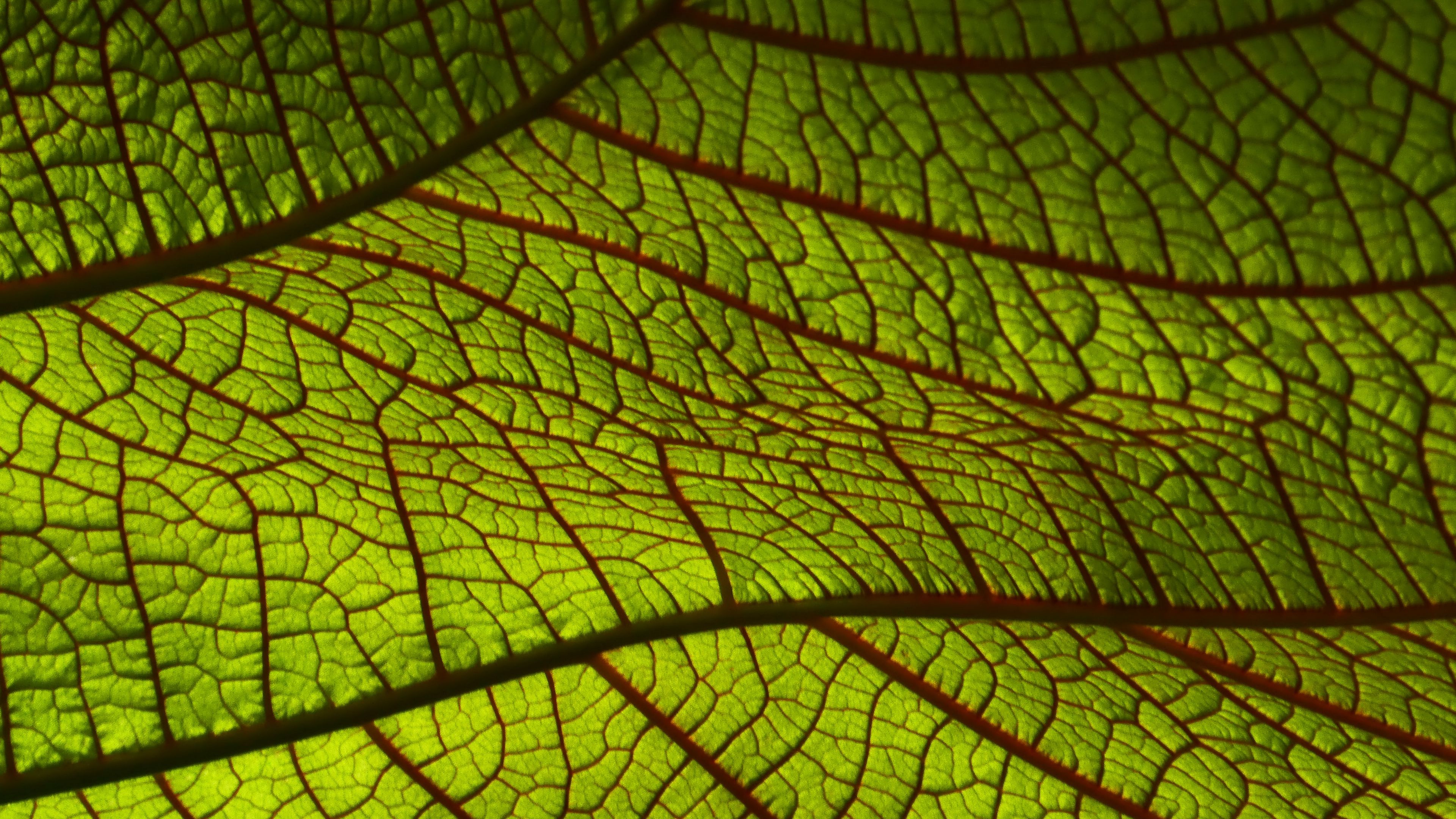 leaf, macro, green, 4k, HD Wallpaper