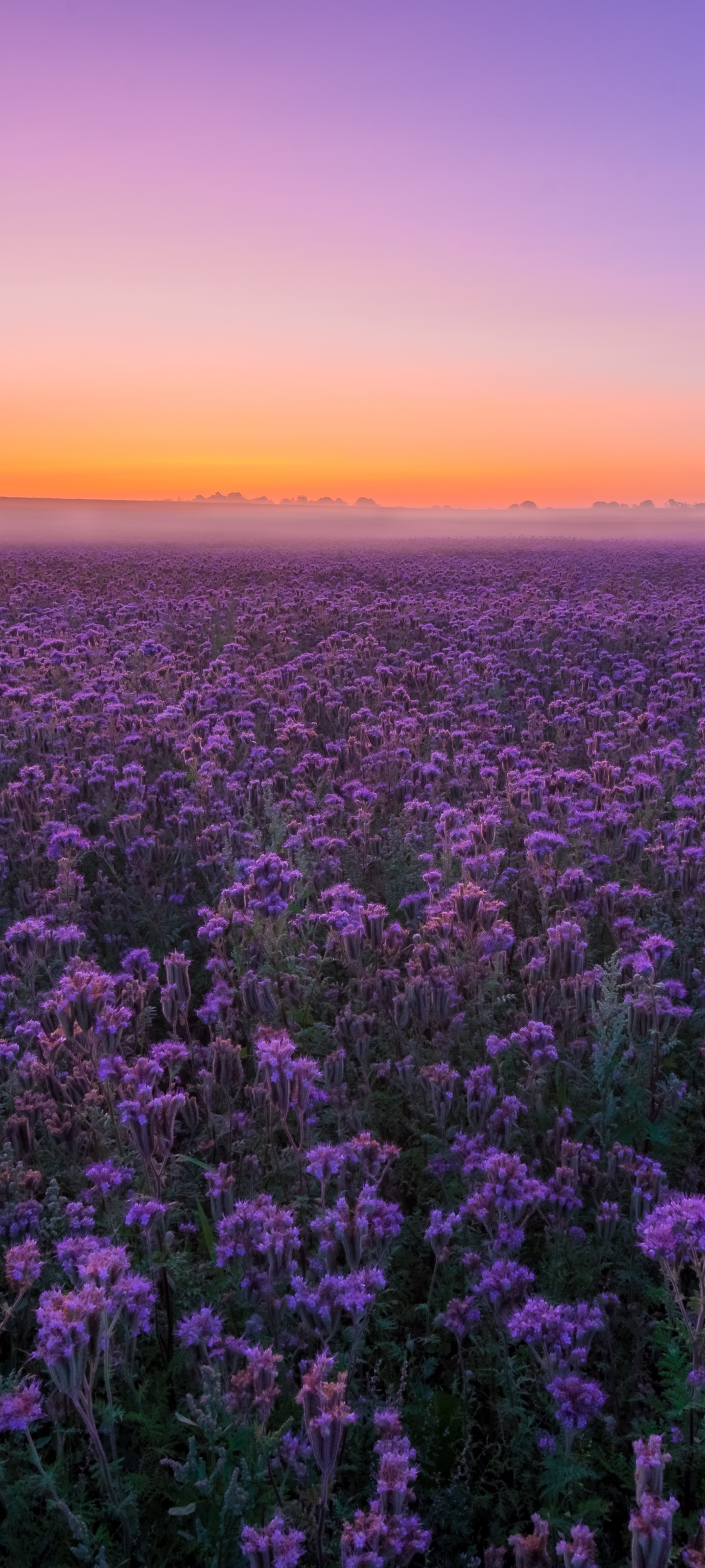 Earth Flower, Field, Purple Flower, Landscape, Sunset, Summer, 1440x3200, Phone HD Wallpaper