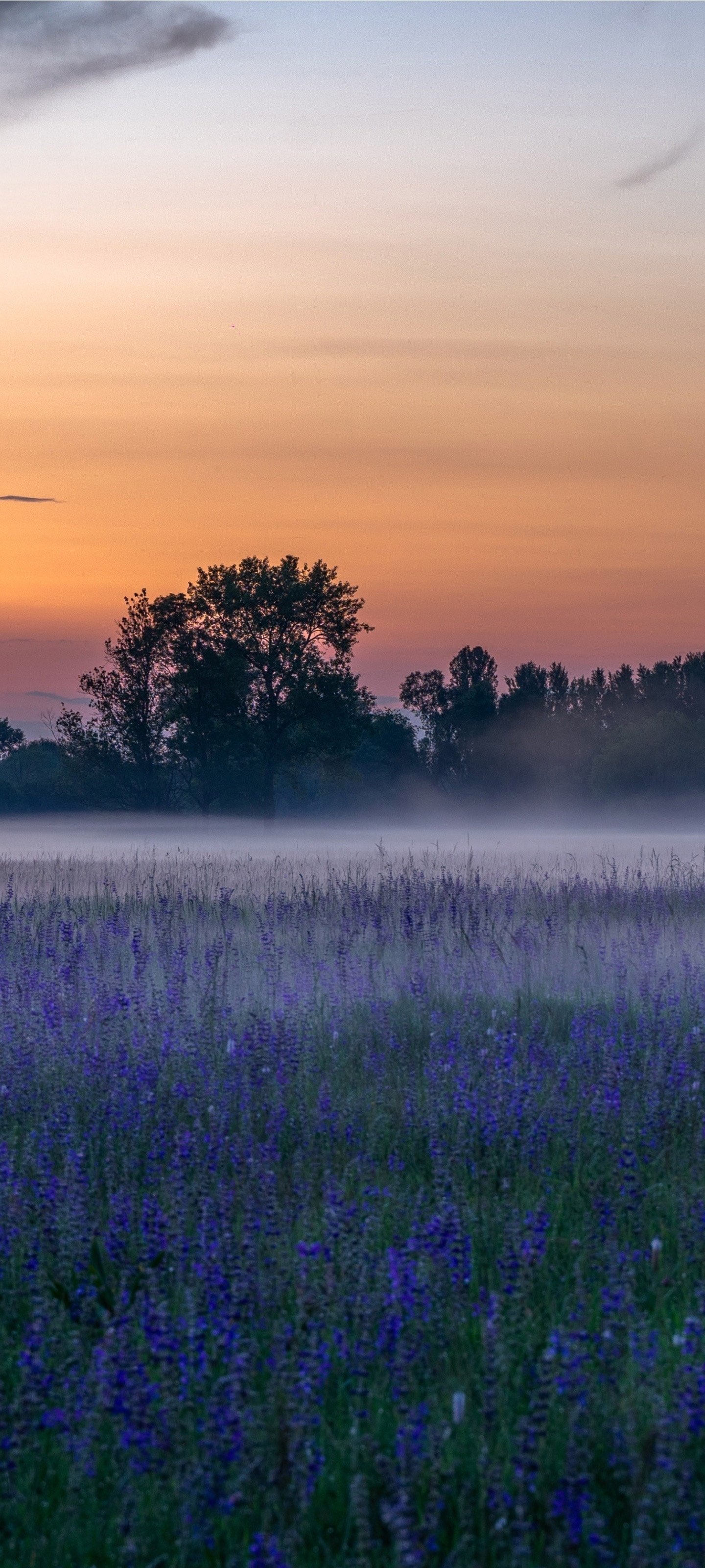 Earth Flower, Fog, Blue Flower, Spring, Sunrise, Nature, 1440x3200, Phone HD Wallpaper