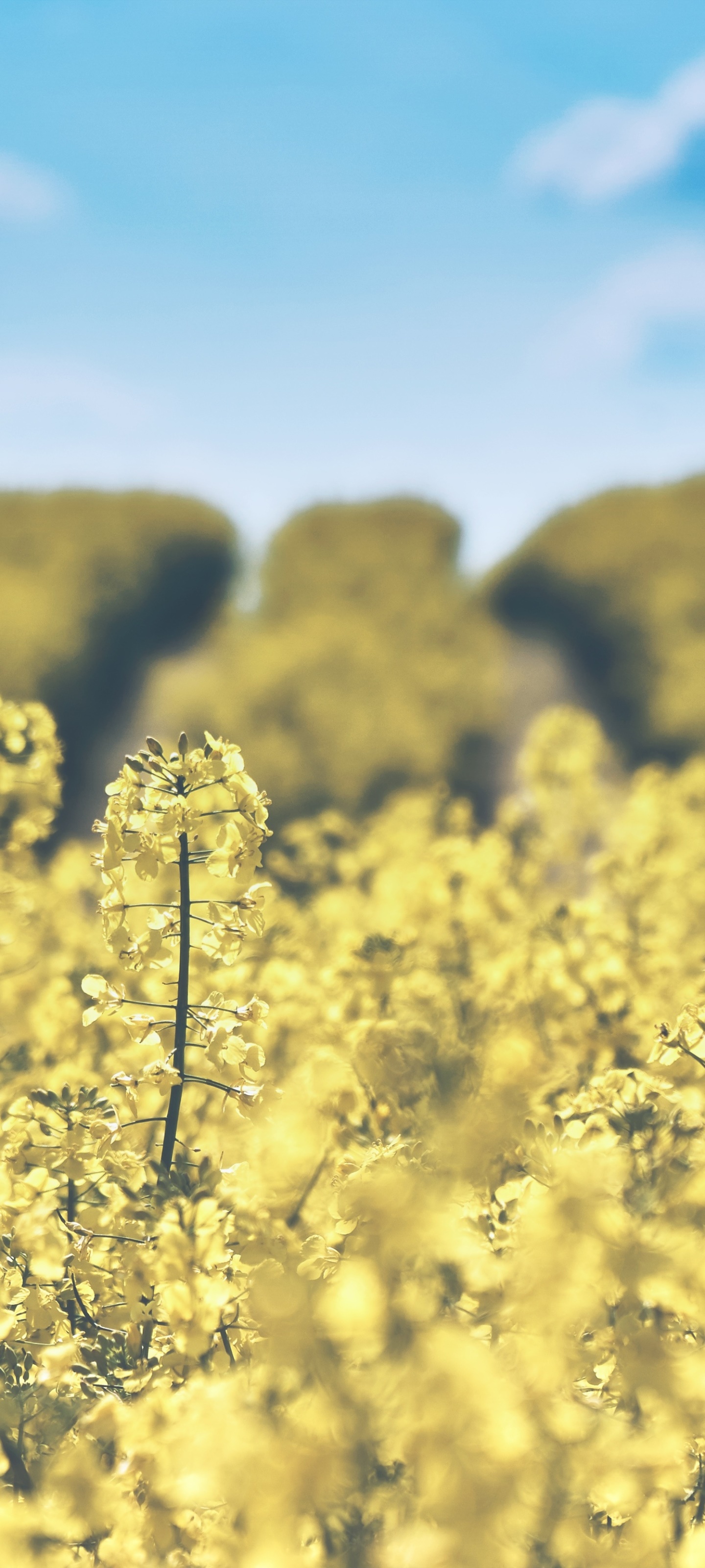Earth Flower, Yellow Flower, Depth Of Field, Summer, 1440x3200, Phone HD Wallpaper