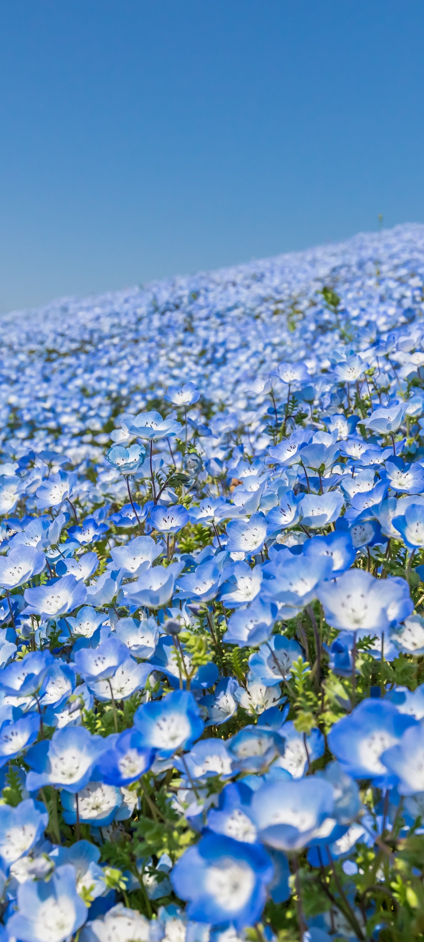 Earth Flower, Blue Flower, 1440x3200, Phone HD Wallpaper