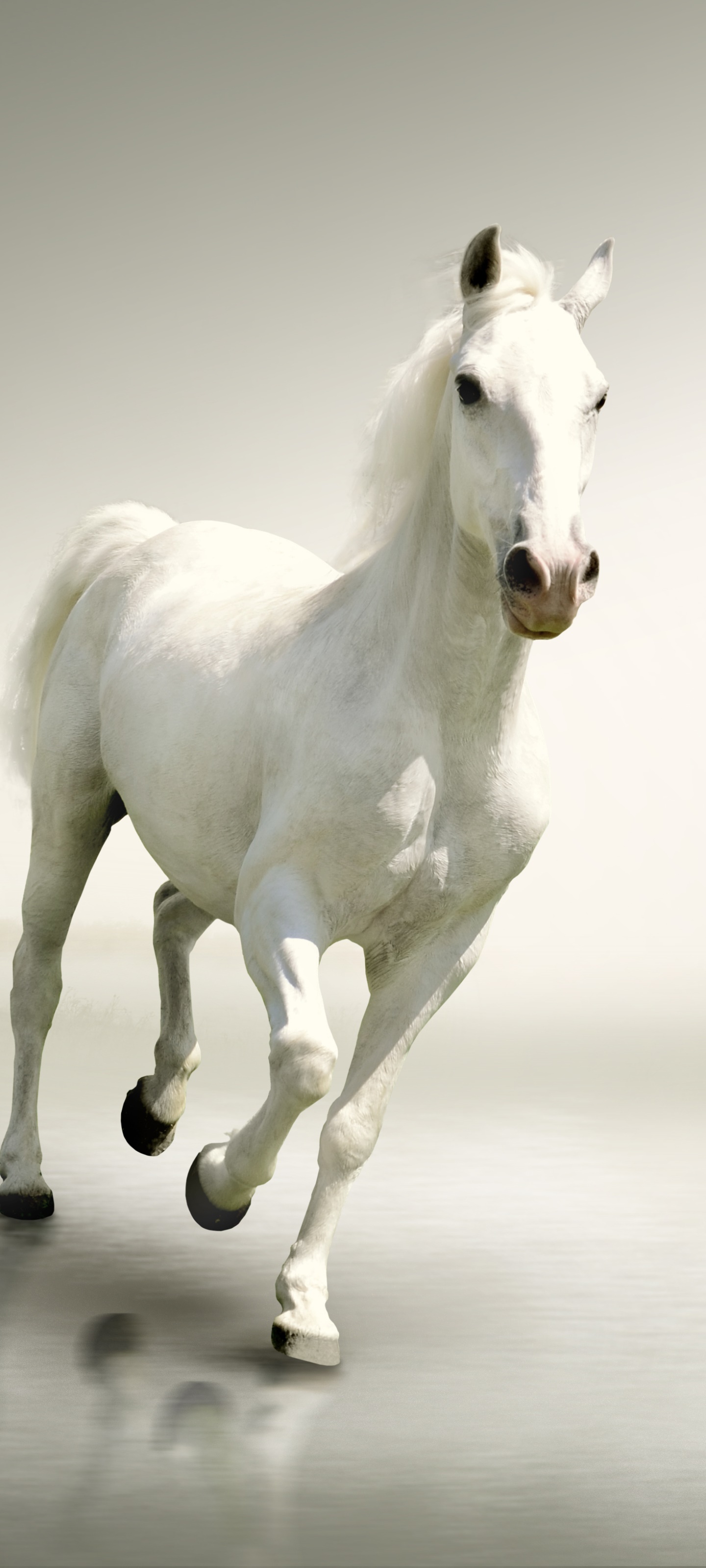 Animal Horse, 1440x3200, Phone HD Wallpaper