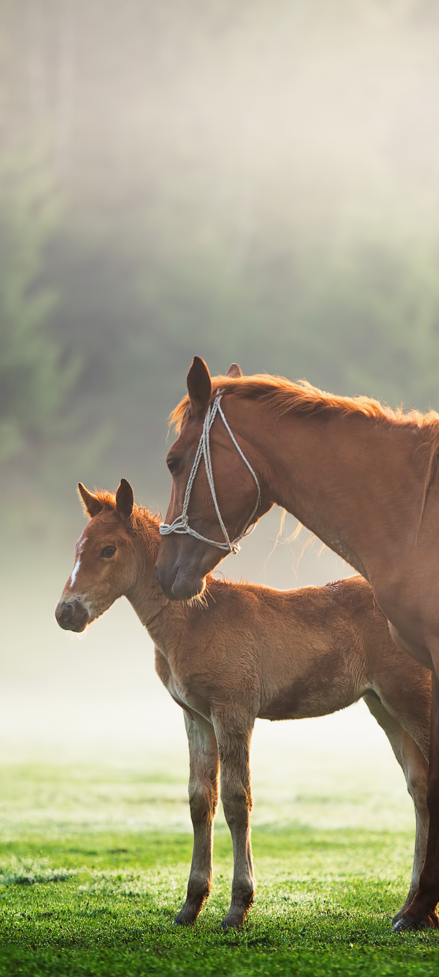 Animal Horse, Foal, Baby Animal, 1440x3200, Phone HD Wallpaper
