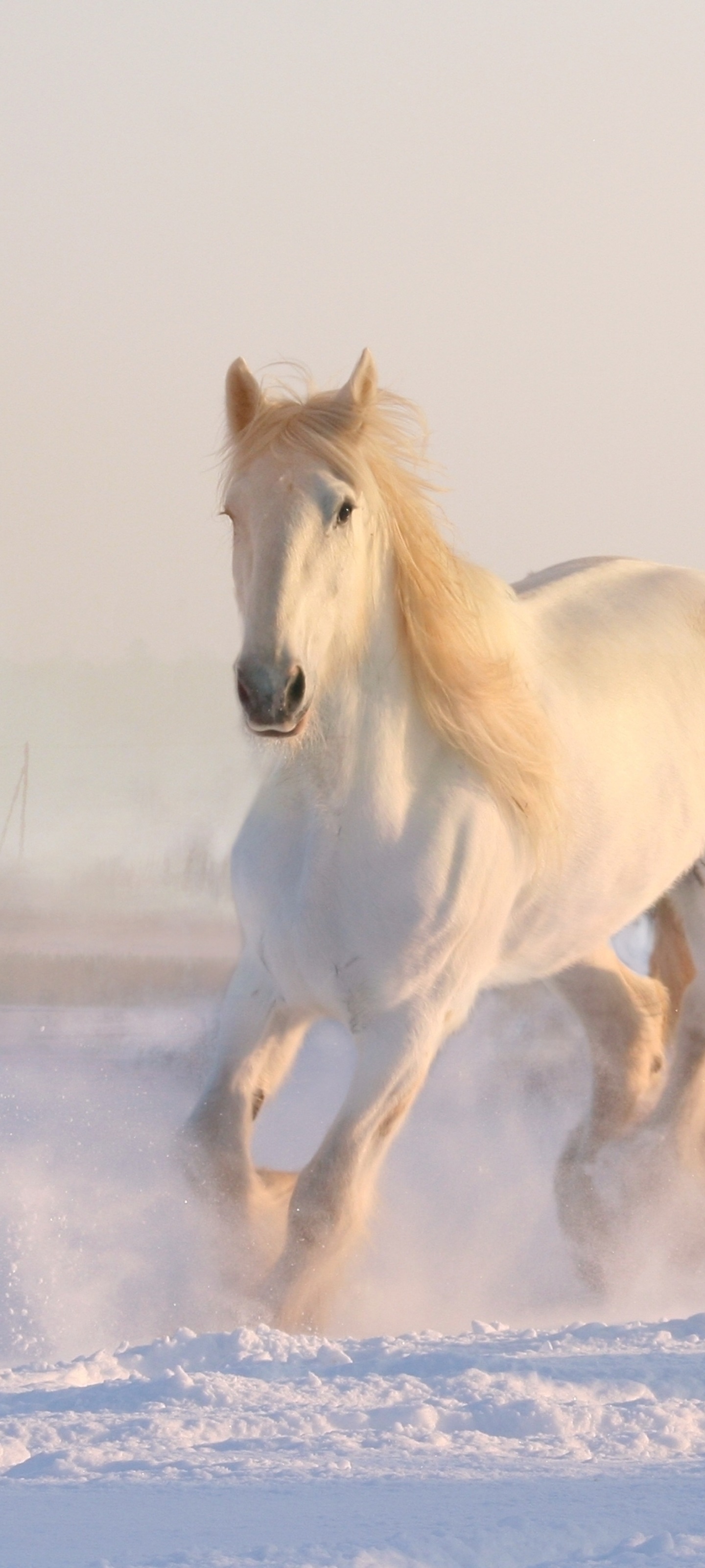 Animal Horse, Running, Snow, 1440x3200, Phone HD Wallpaper