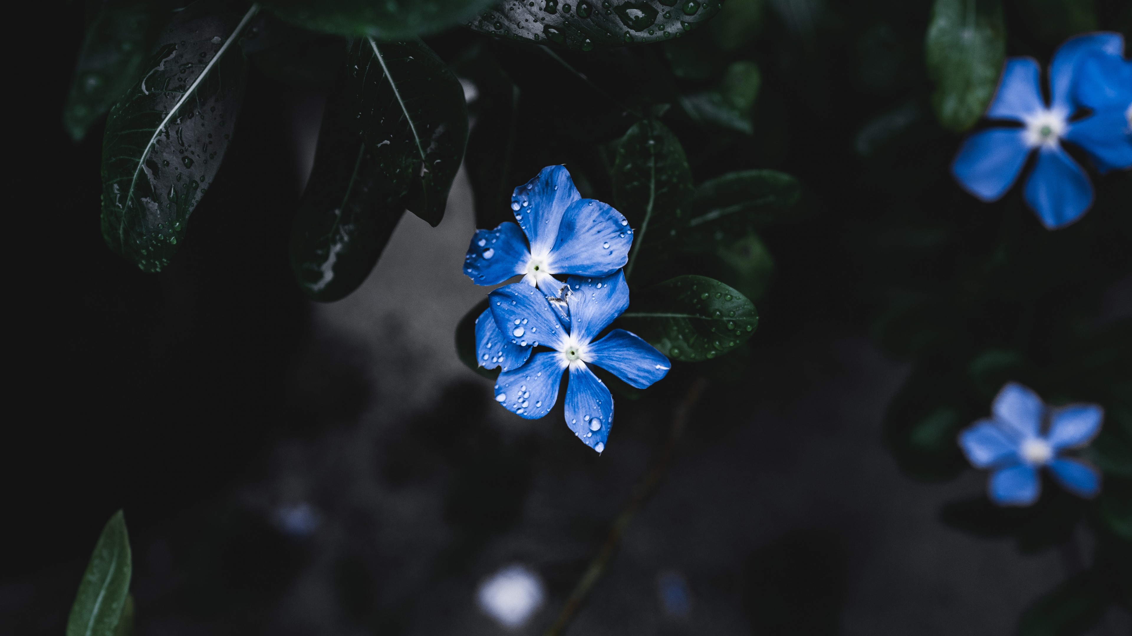 Blue Flower, Forget-Me-Not, 4K, 4K, HD Wallpaper