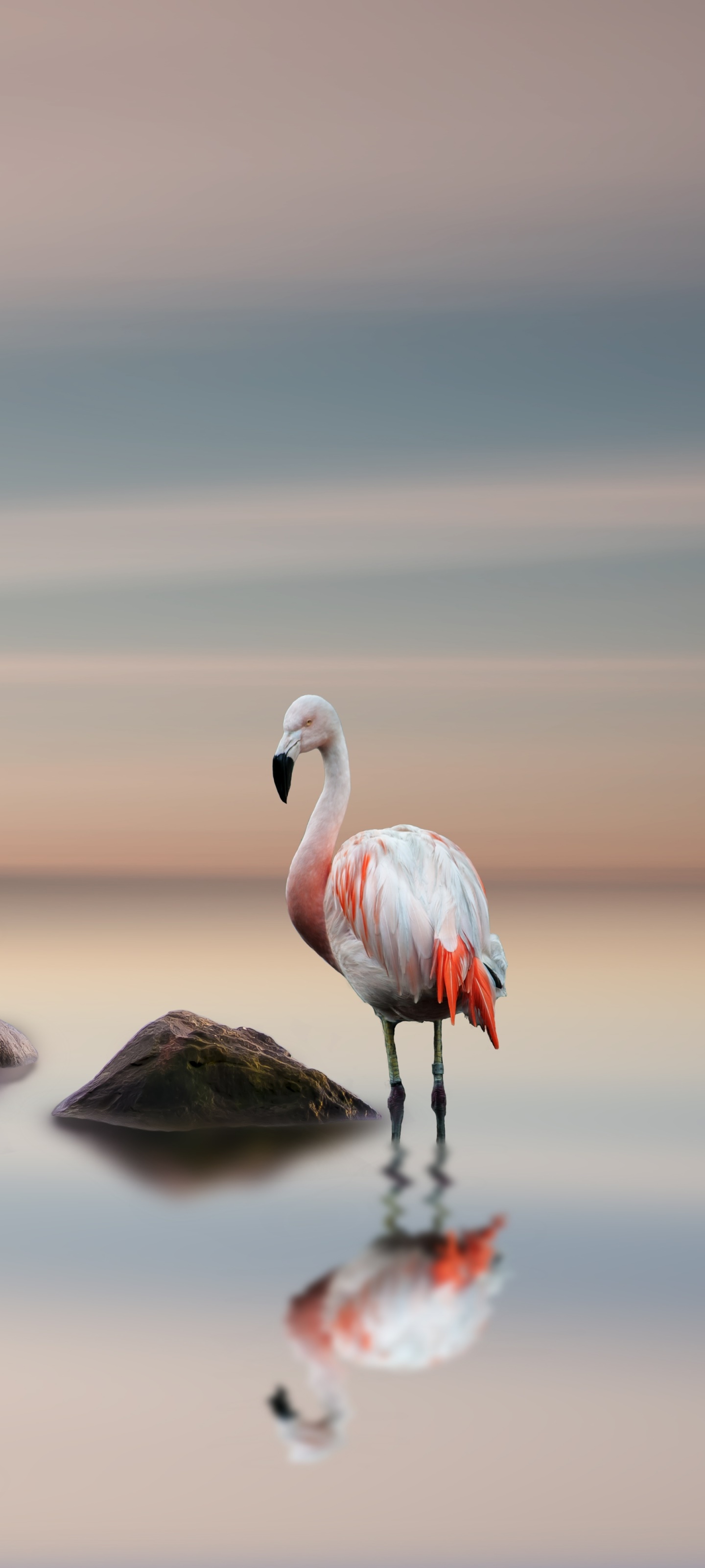 Animal Flamingo, Reflection, Bird, 1440x3200, Phone HD Wallpaper
