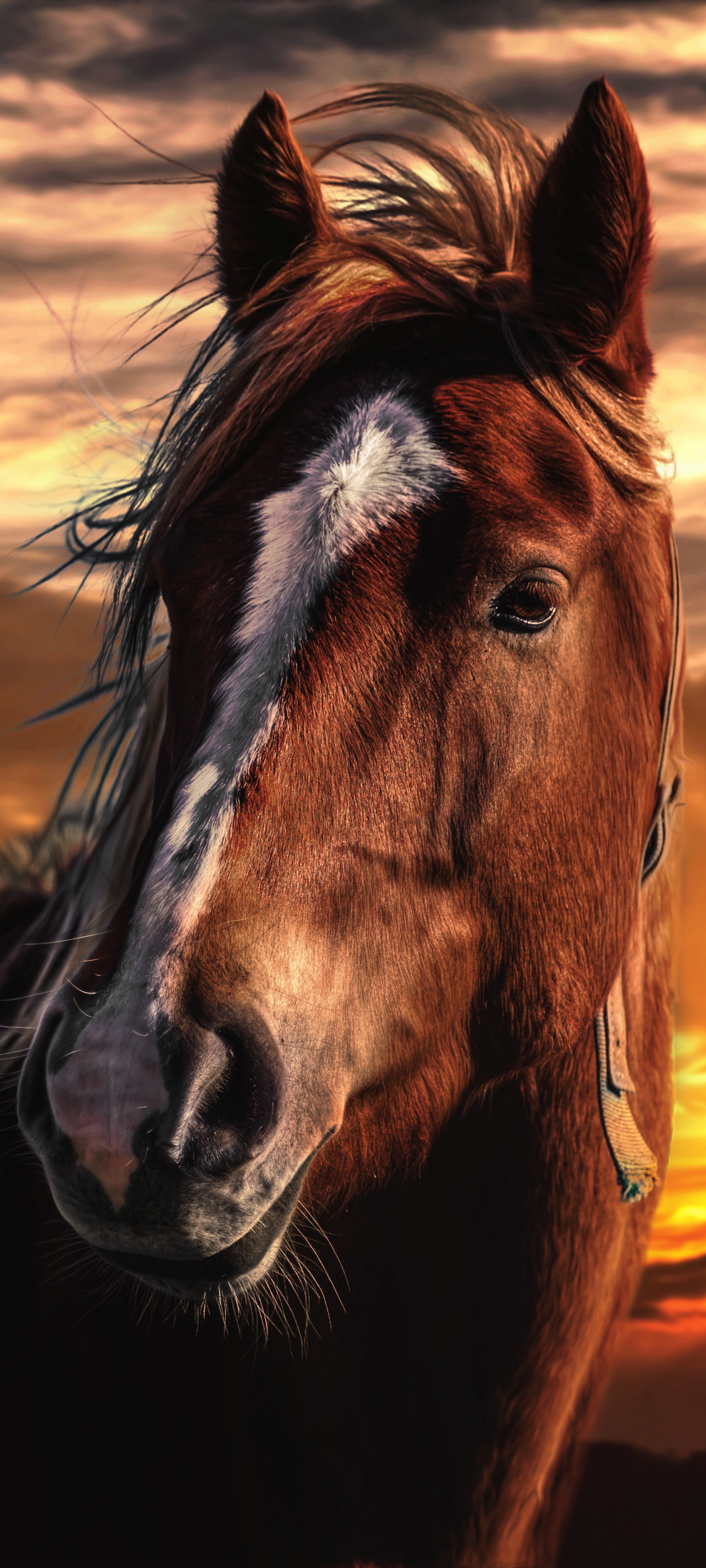 Animal Horse, 1440x3200, Phone HD Wallpaper