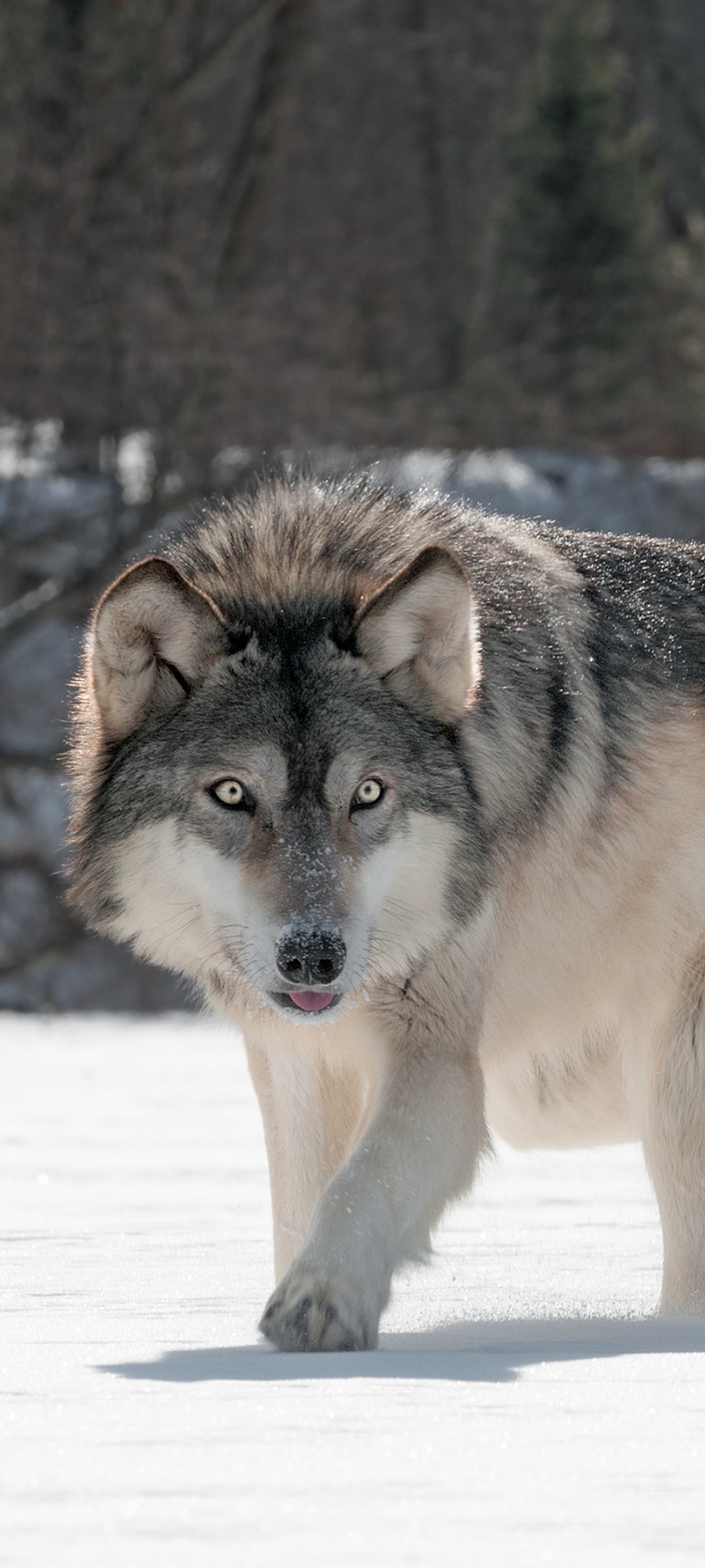 Animal Wolf, 1440x3200, Phone HD Wallpaper