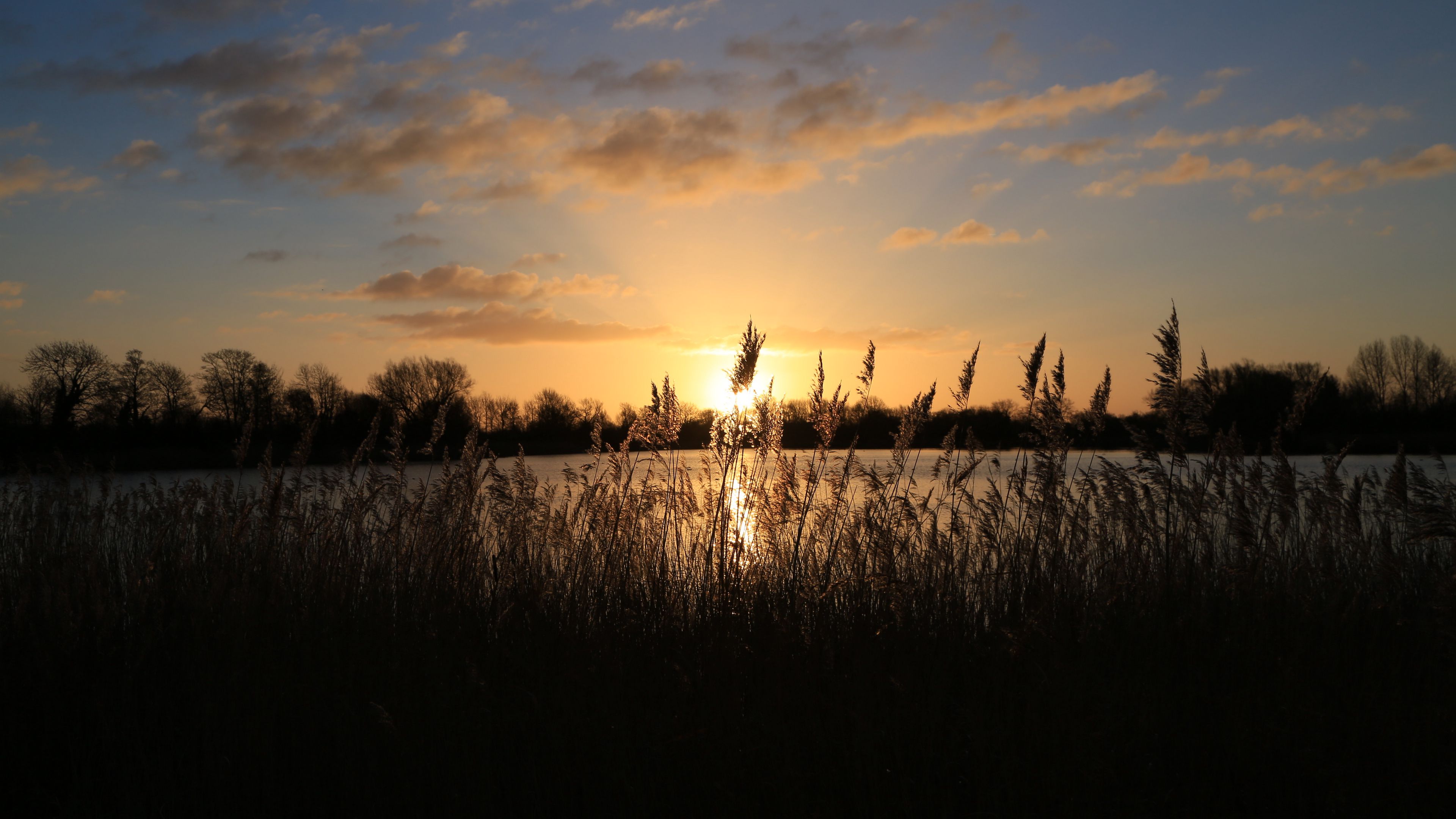 sunset, grass, ear, sky, 4k, HD Wallpaper