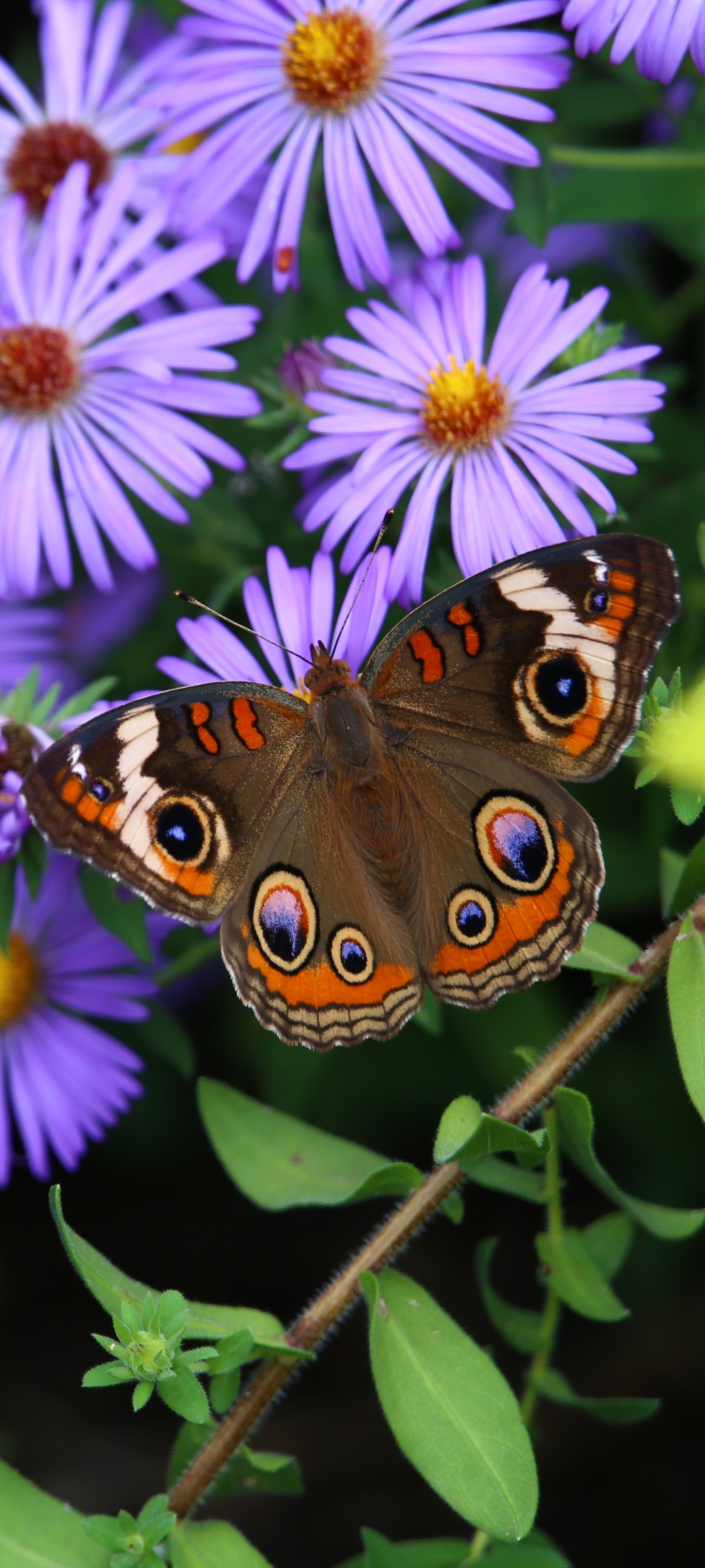 Animal Butterfly, Macro, Flower, Insect, 1440x3200, Phone HD Wallpaper