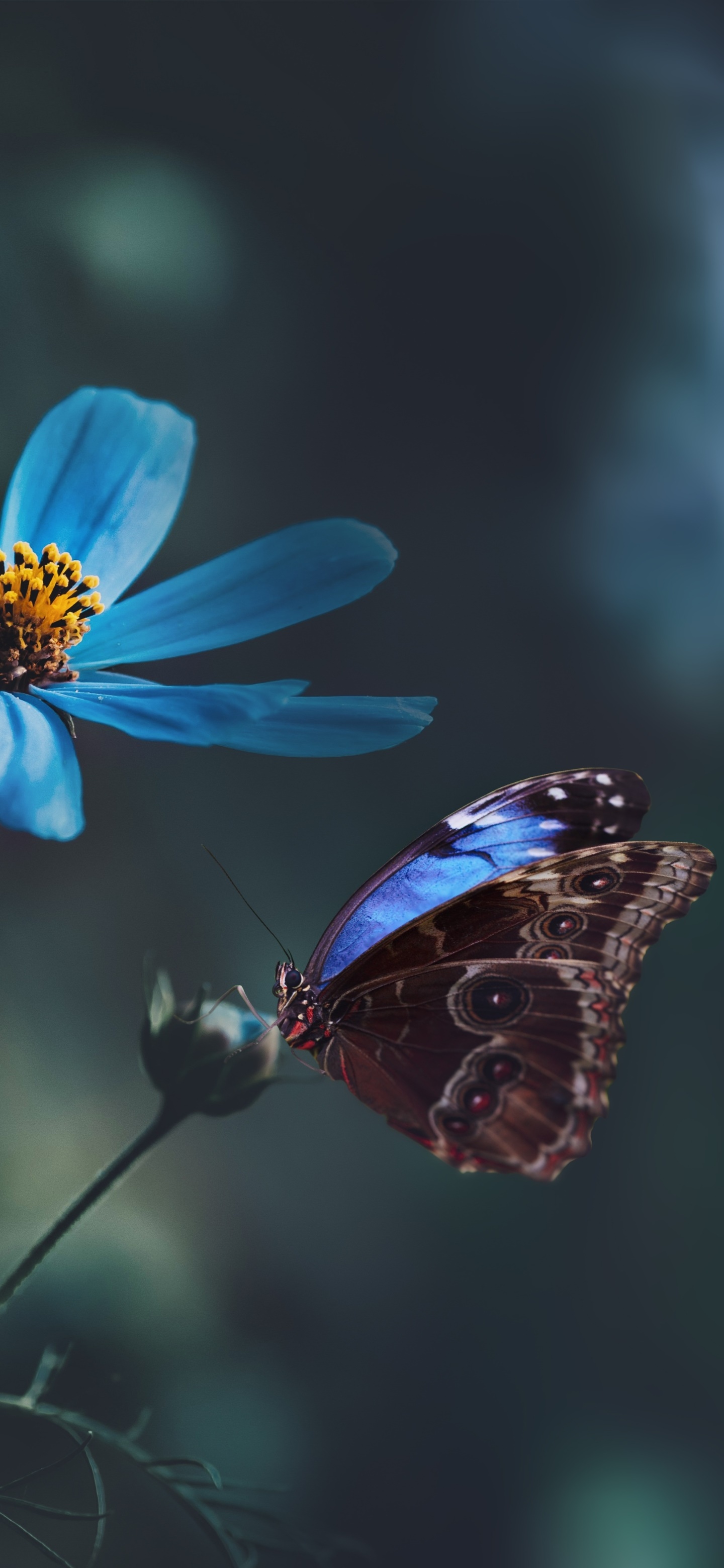 Animal Butterfly, Macro, Blue Flower, 1440x3120, Phone HD Wallpaper