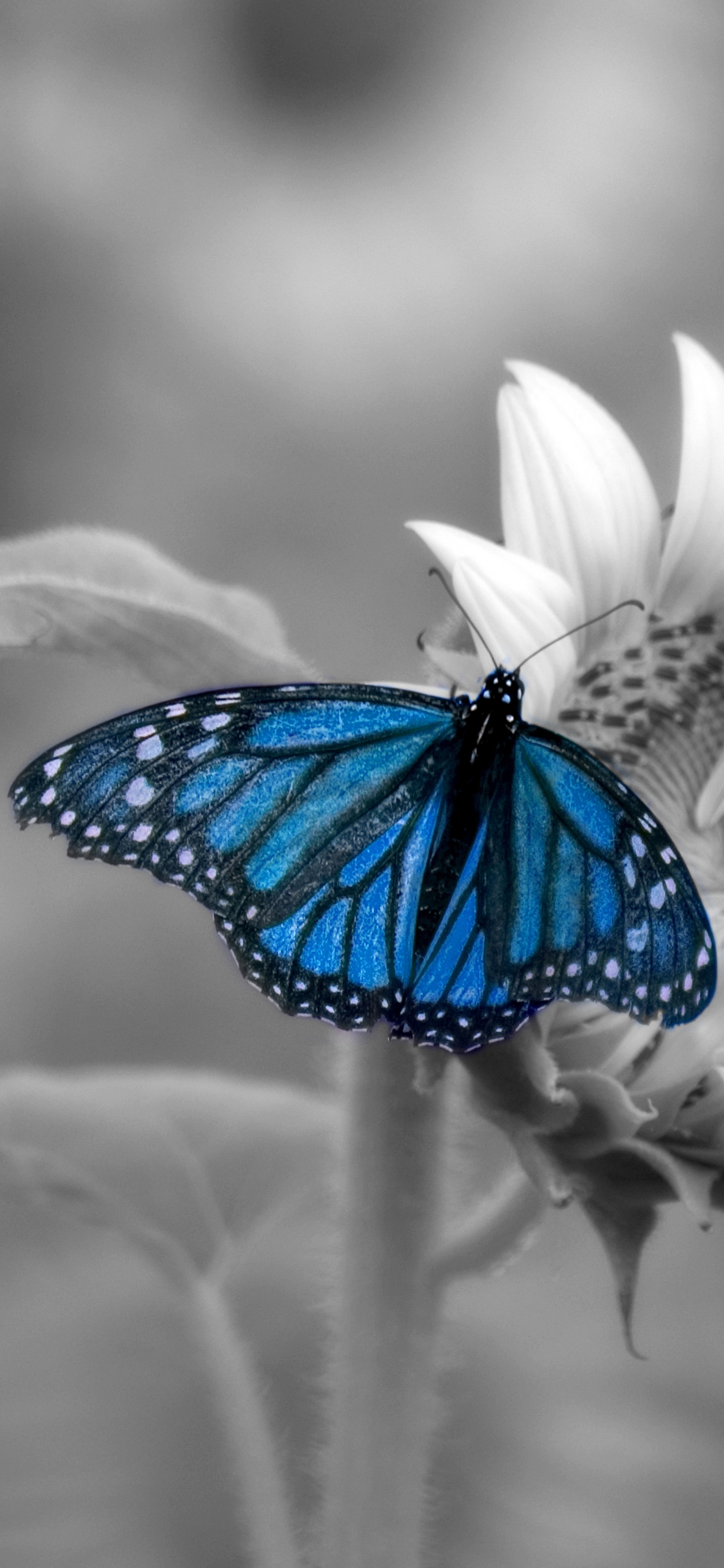 Animal Butterfly, Selective Color, Macro, 1440x3120, Phone HD Wallpaper