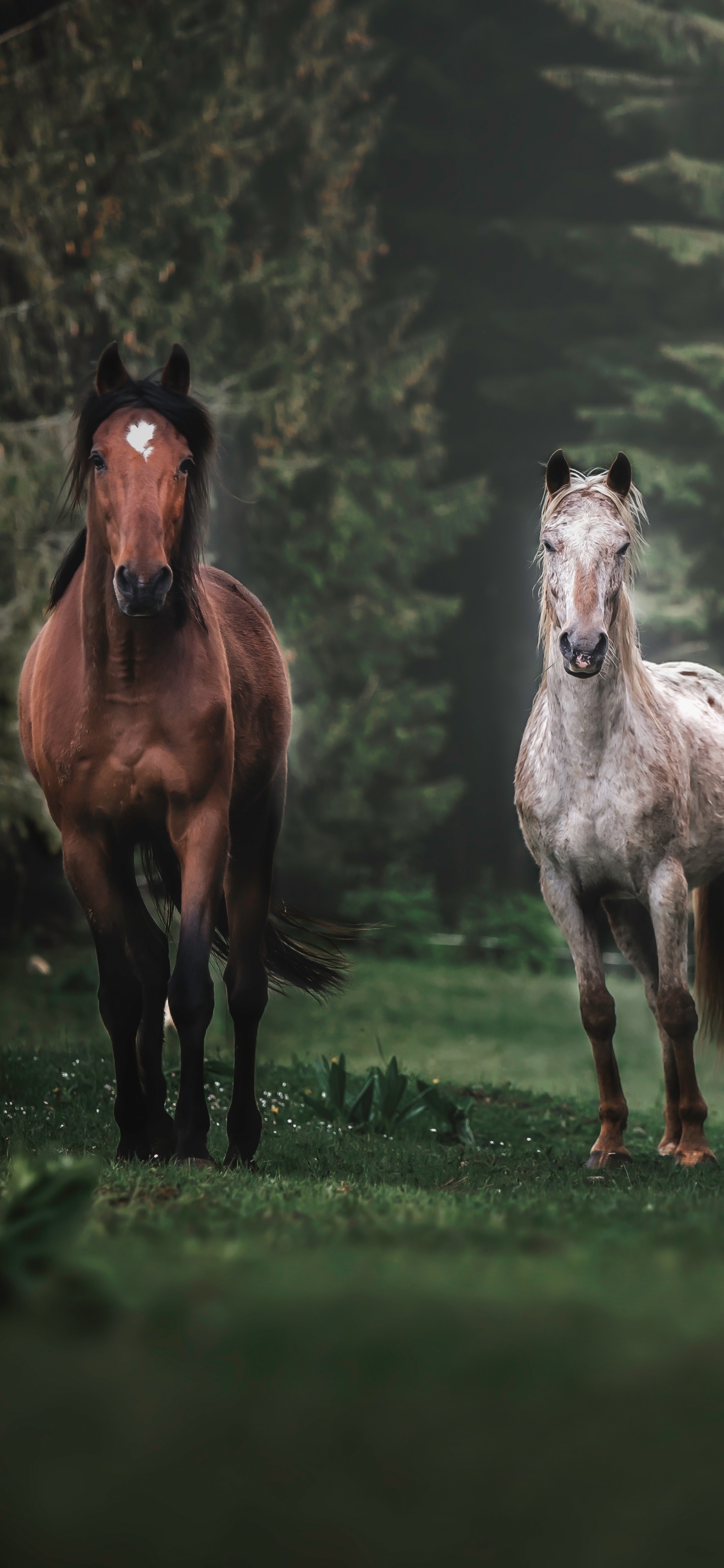 Animal Horse, 1440x3120, Phone HD Wallpaper
