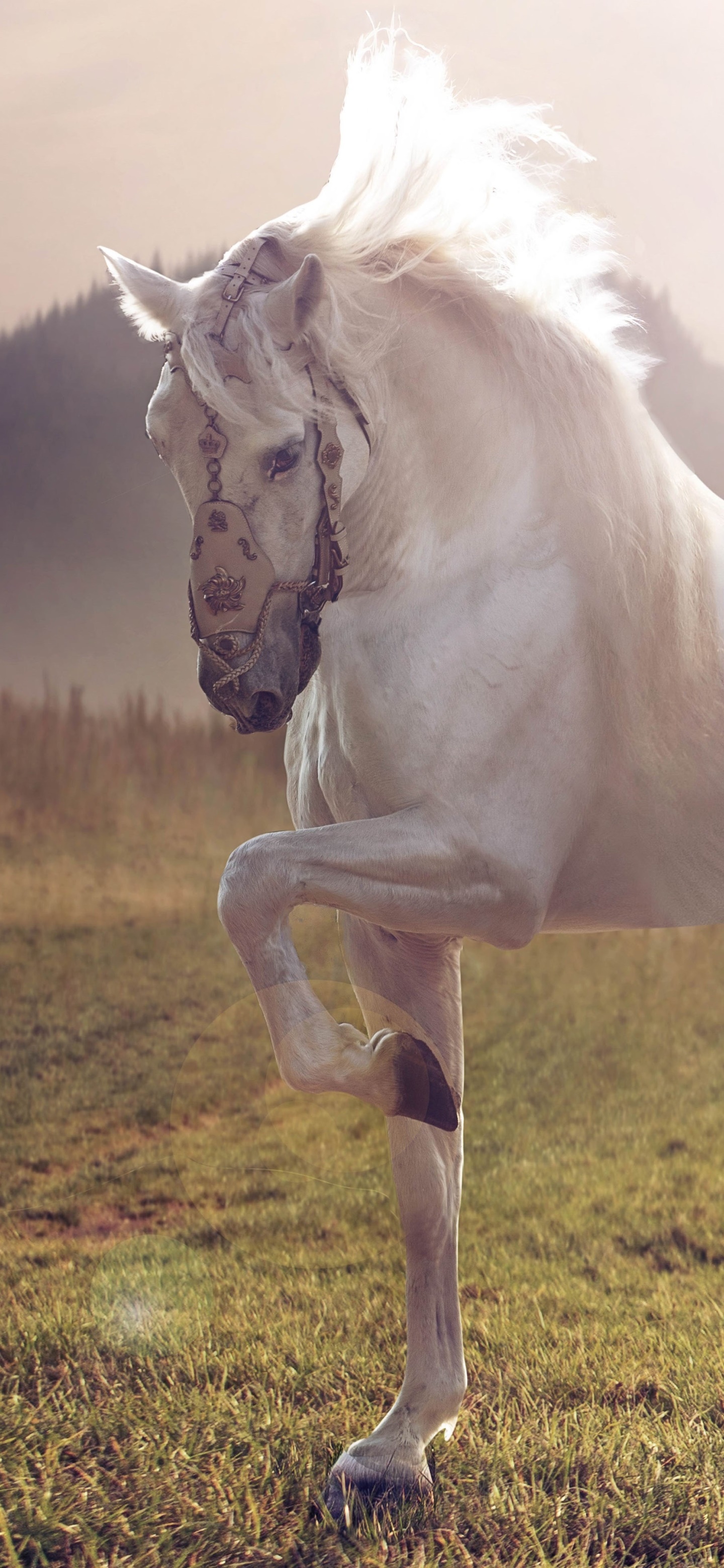 Animal Horse, 1440x3120, Phone HD Wallpaper