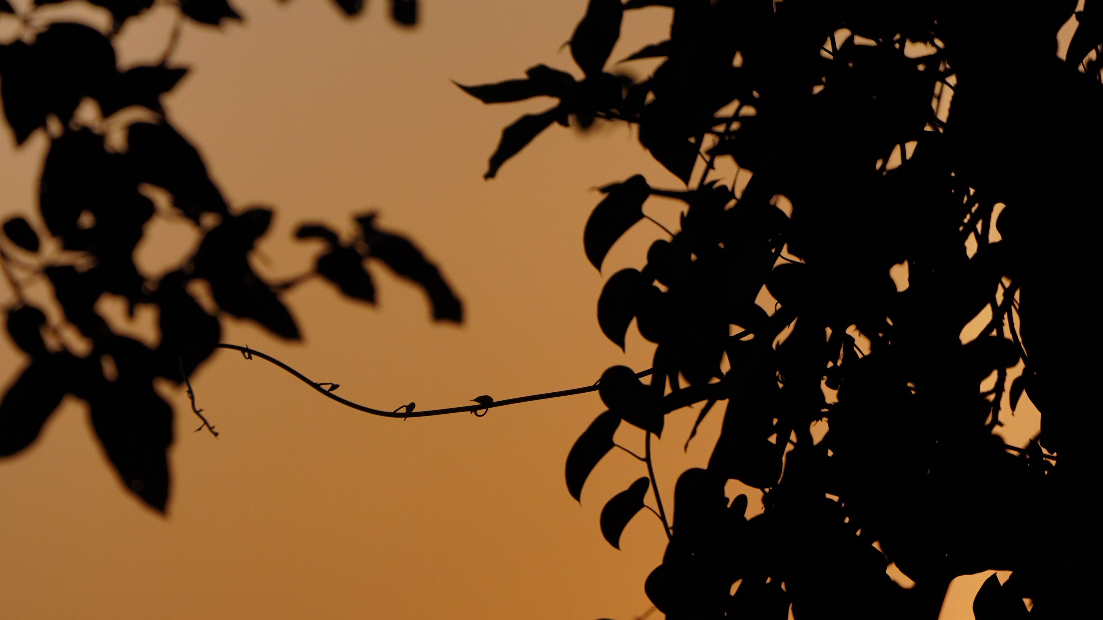 leaves, branches, silhouette, sunset, 4k, HD Wallpaper