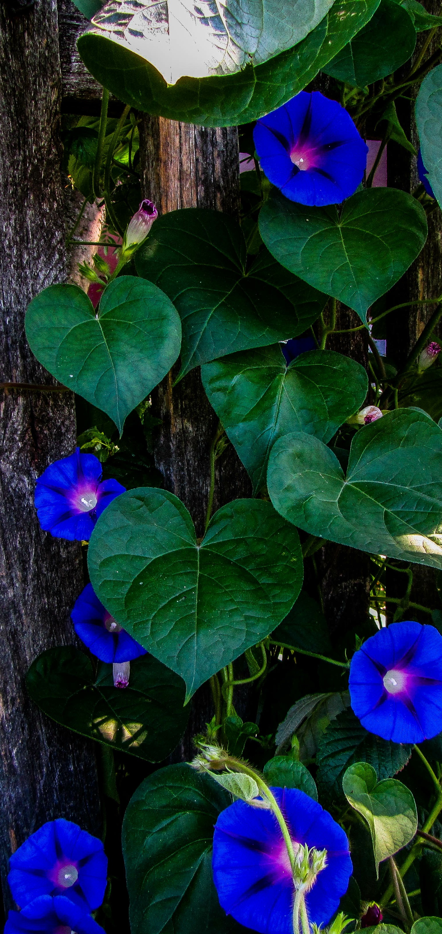 Earth Flower, 1440x3040, Phone HD Wallpaper