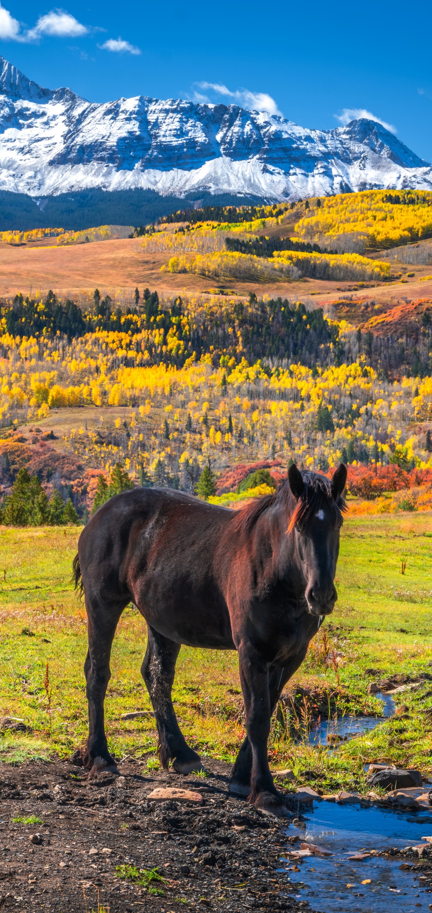Animal Horse, Landscape, 1440x3040, Phone HD Wallpaper