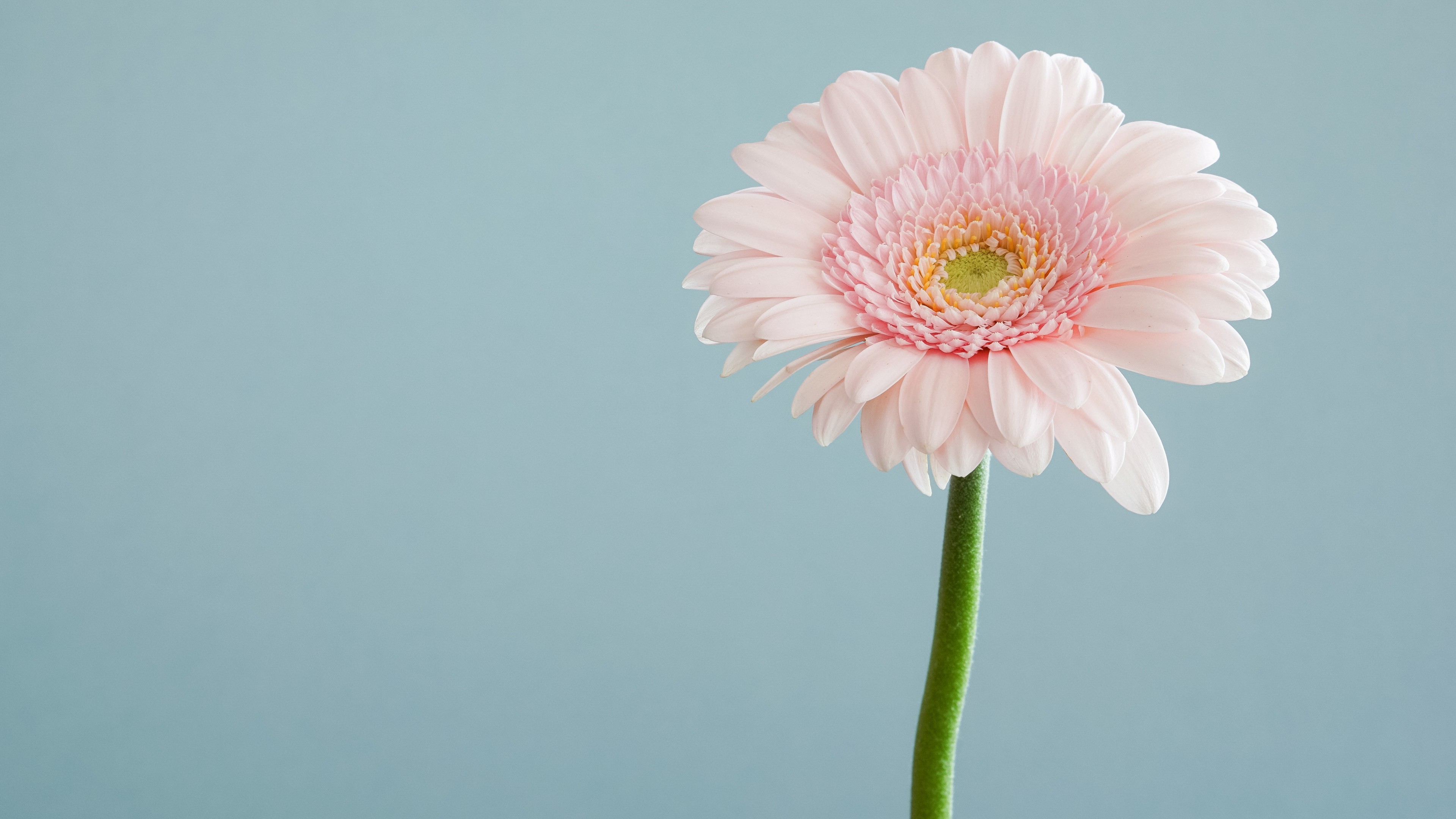 flower, 4k, HD Wallpaper