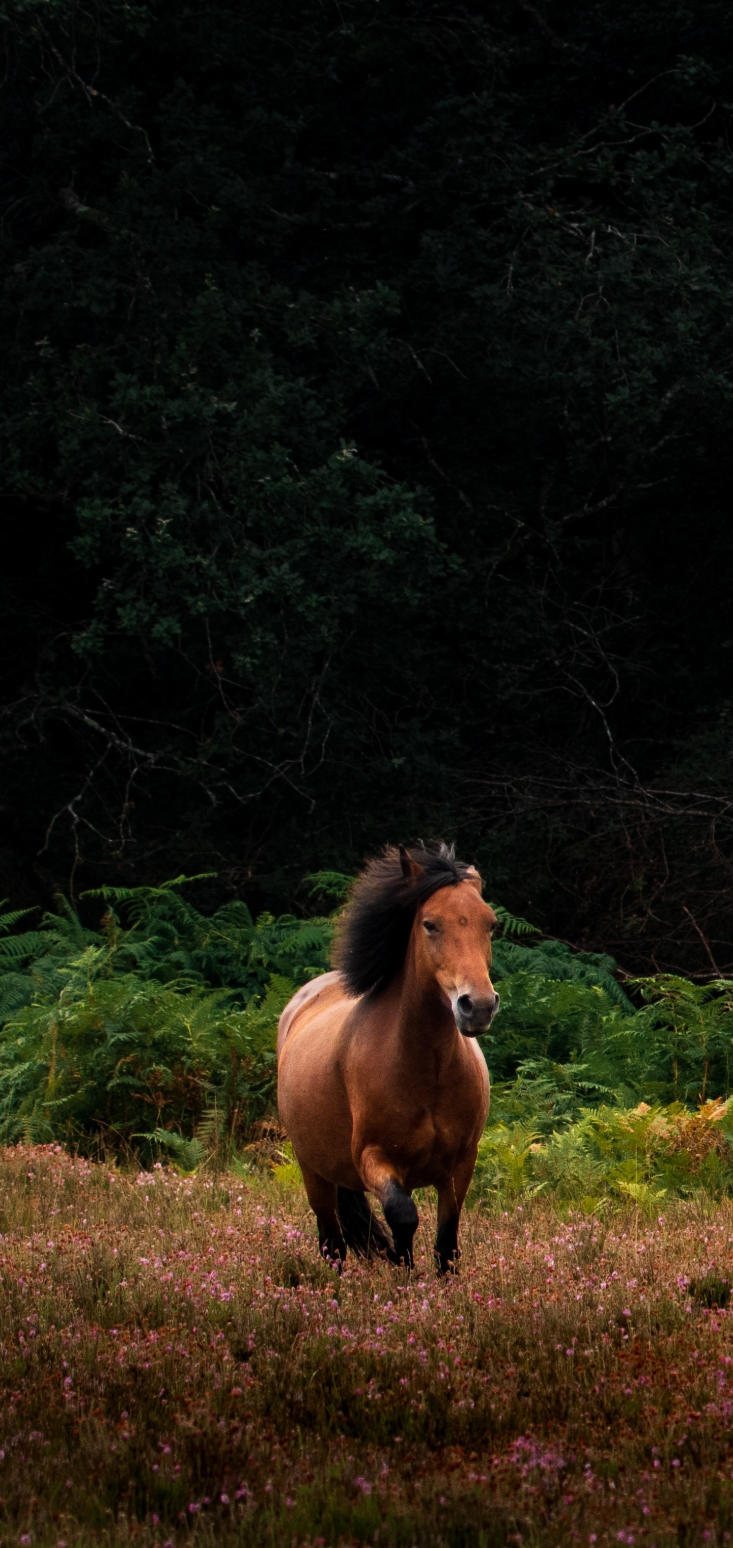 Animal Horse, 1440x3040, Phone HD Wallpaper