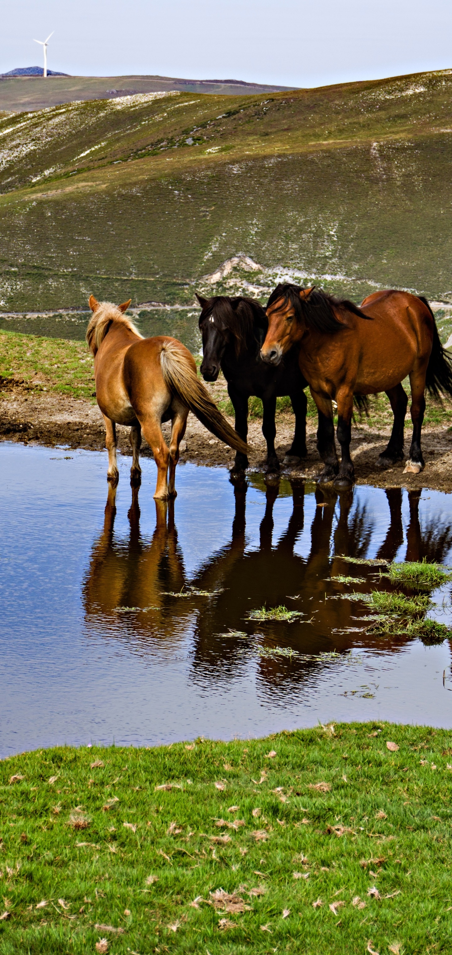 Animal Horse, 1440x3040, Phone HD Wallpaper