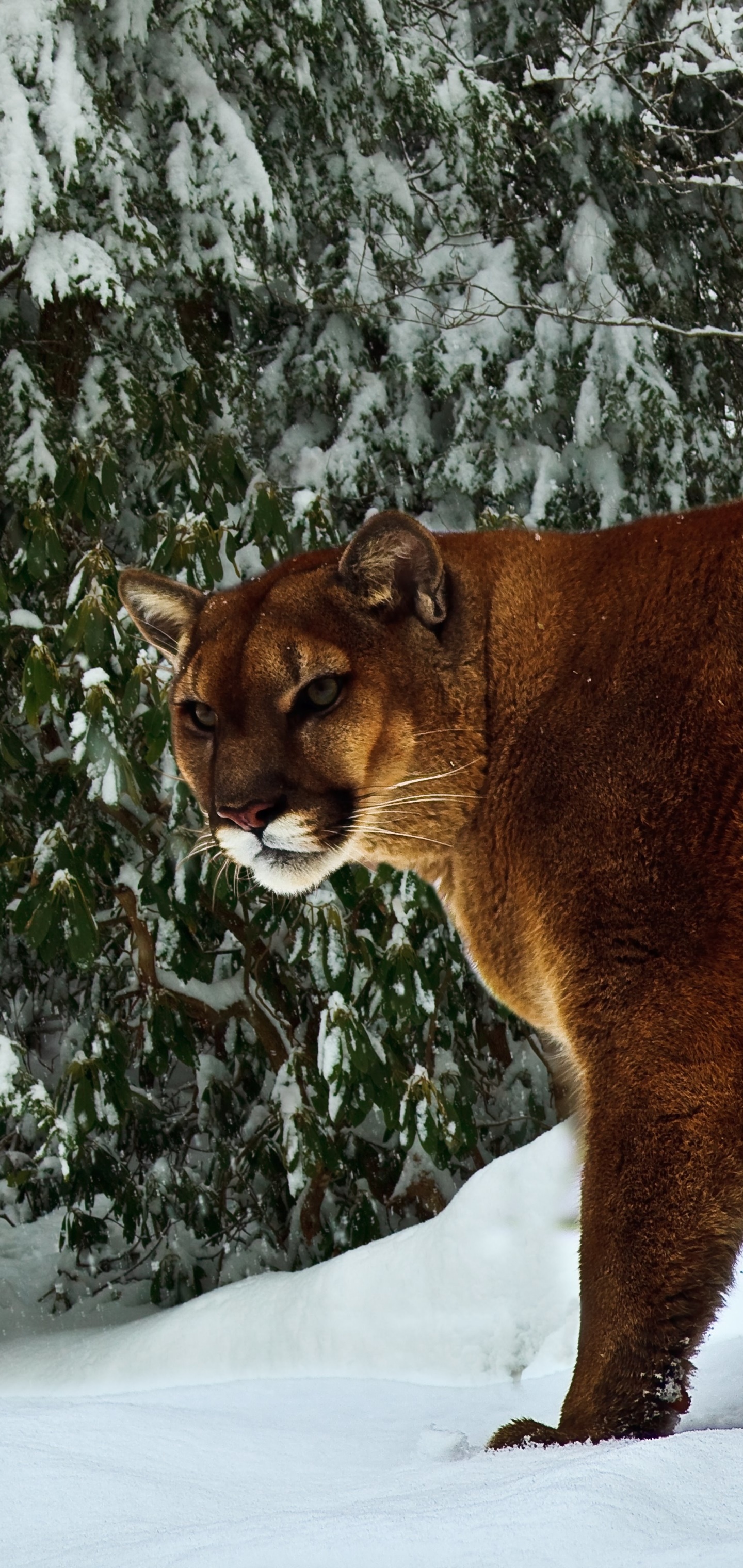 Animal Cougar, 1440x3040, Phone HD Wallpaper
