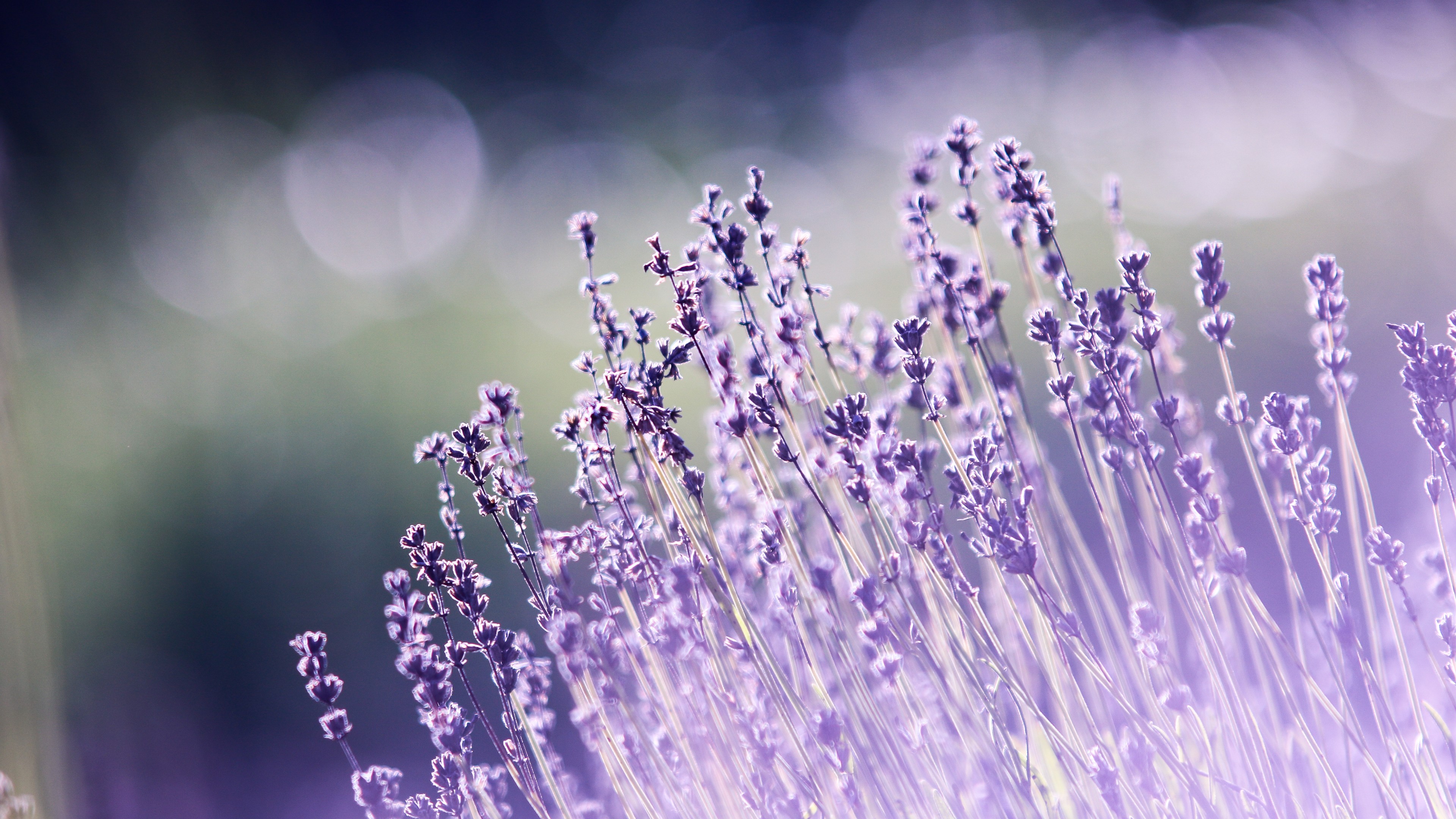lavender, flowers, 4K, HD Wallpaper