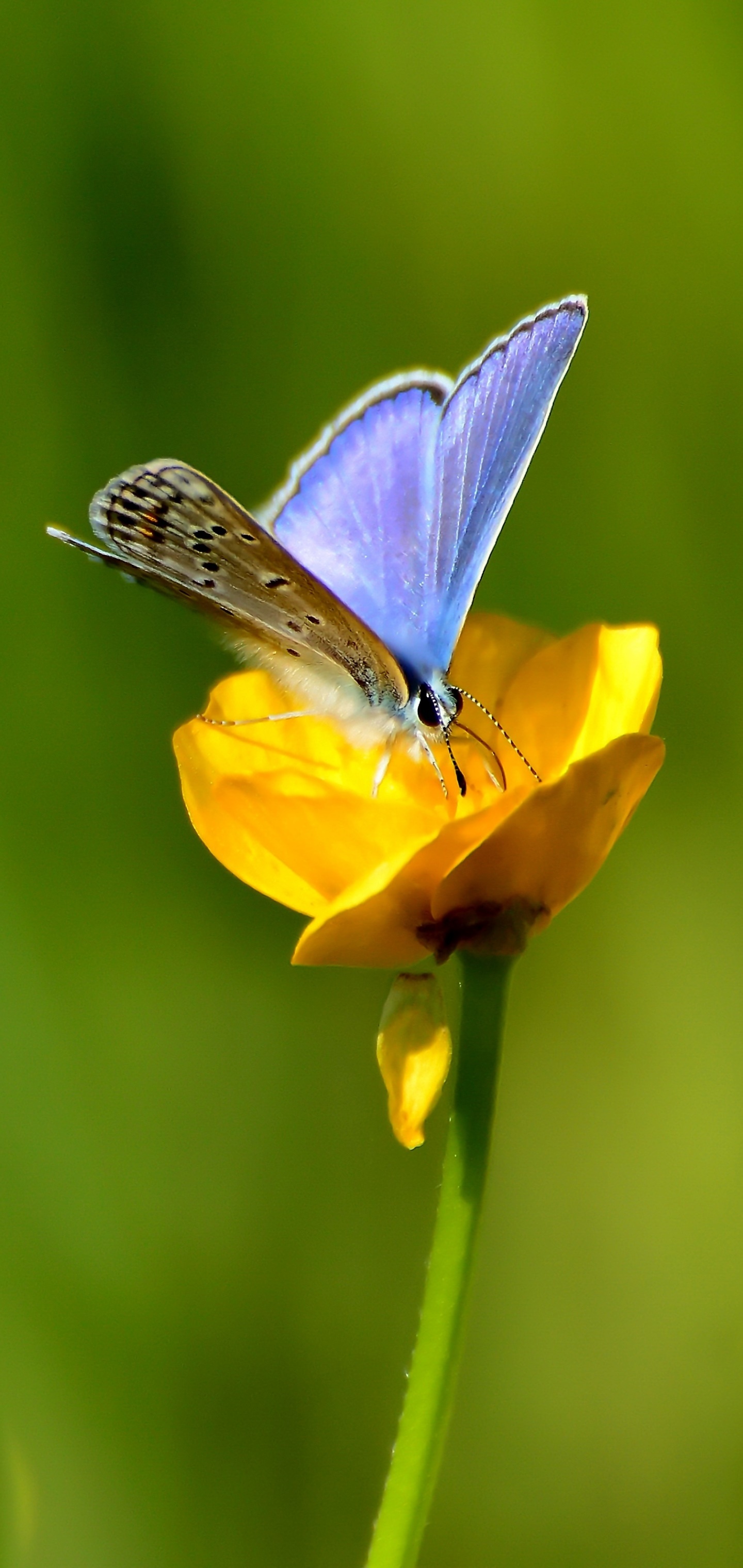 Animal Butterfly, Insect, Yellow Flower, Flower, 1440x3040, Phone HD Wallpaper