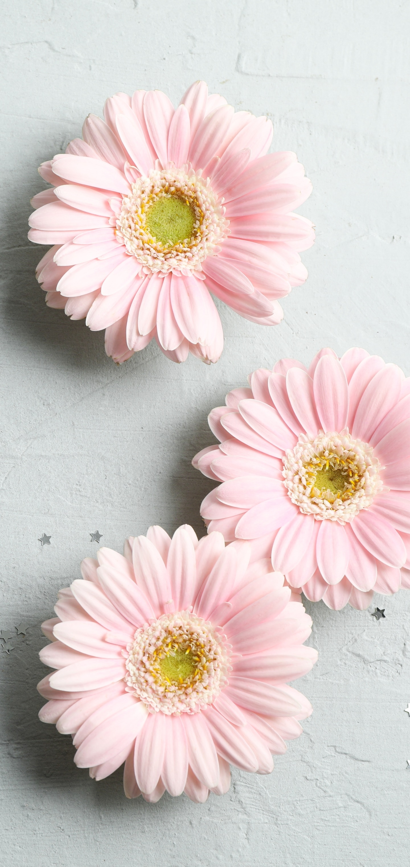 Man Made Flower, Gerbera, 1440x3040, Phone HD Wallpaper