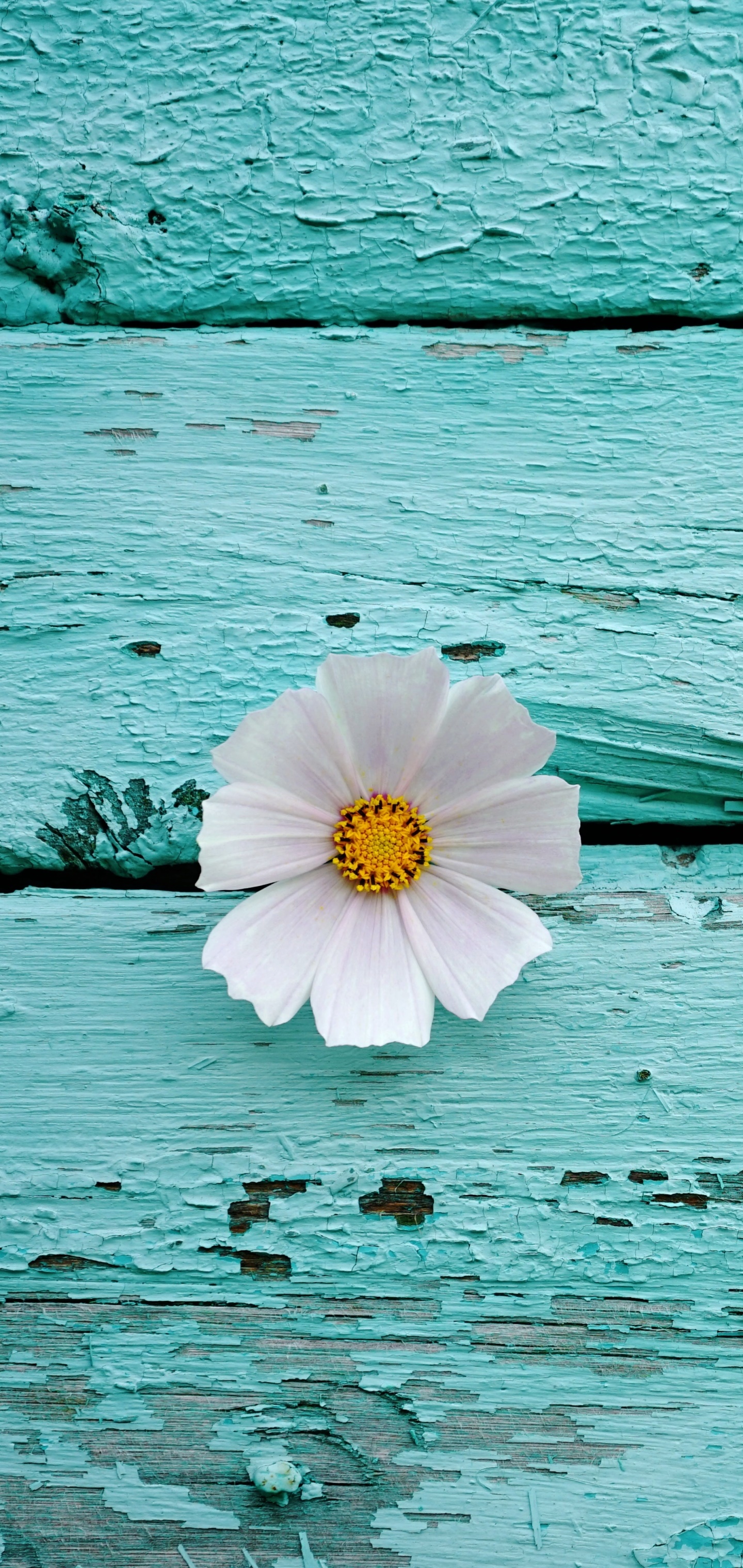 Man Made Flower, Cosmos, 1440x3040, Phone HD Wallpaper