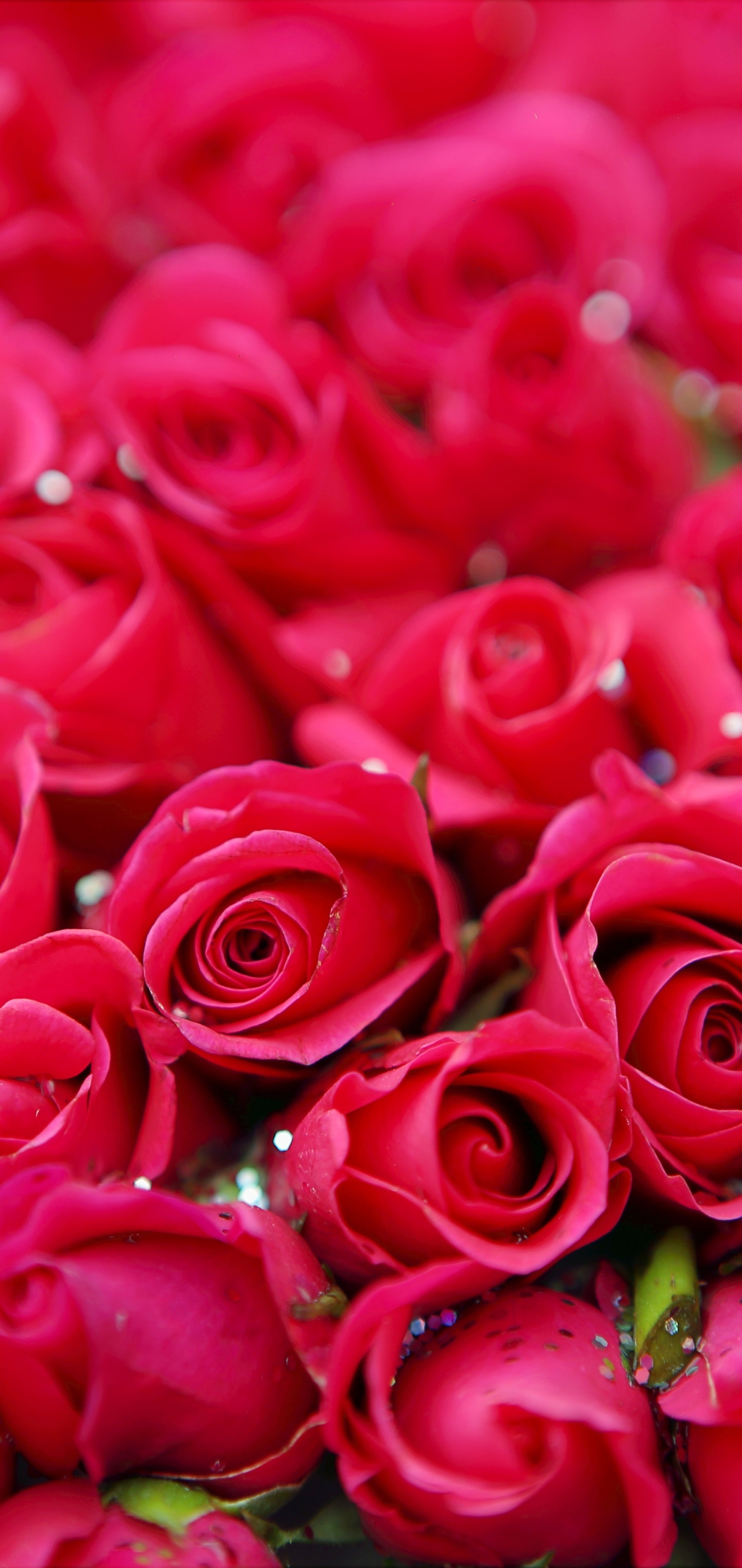 Man Made Flower, Red Rose, Rose, 1440x3040, Phone HD Wallpaper