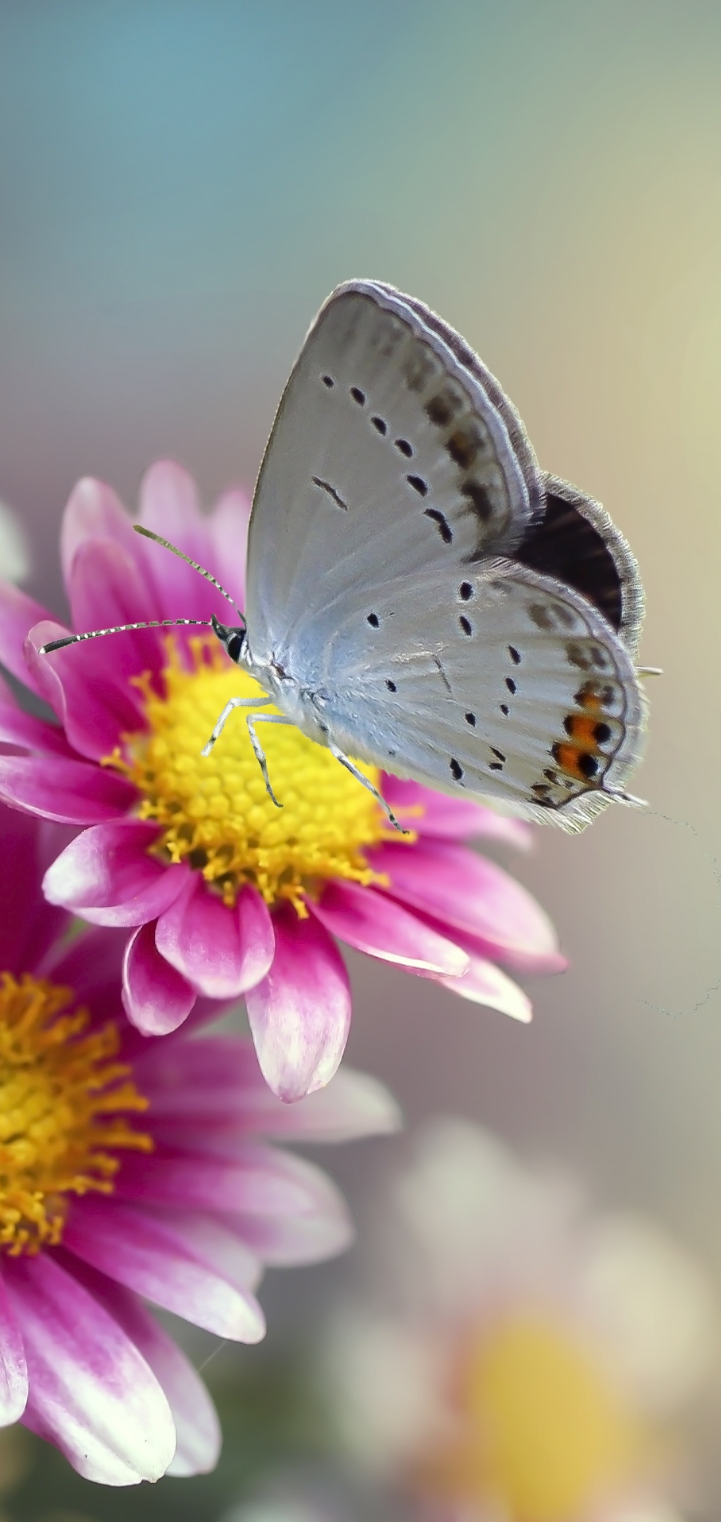 Animal Butterfly, Insect, Flower, Macro, Chrysanthemum, 1440x3040, Phone HD Wallpaper