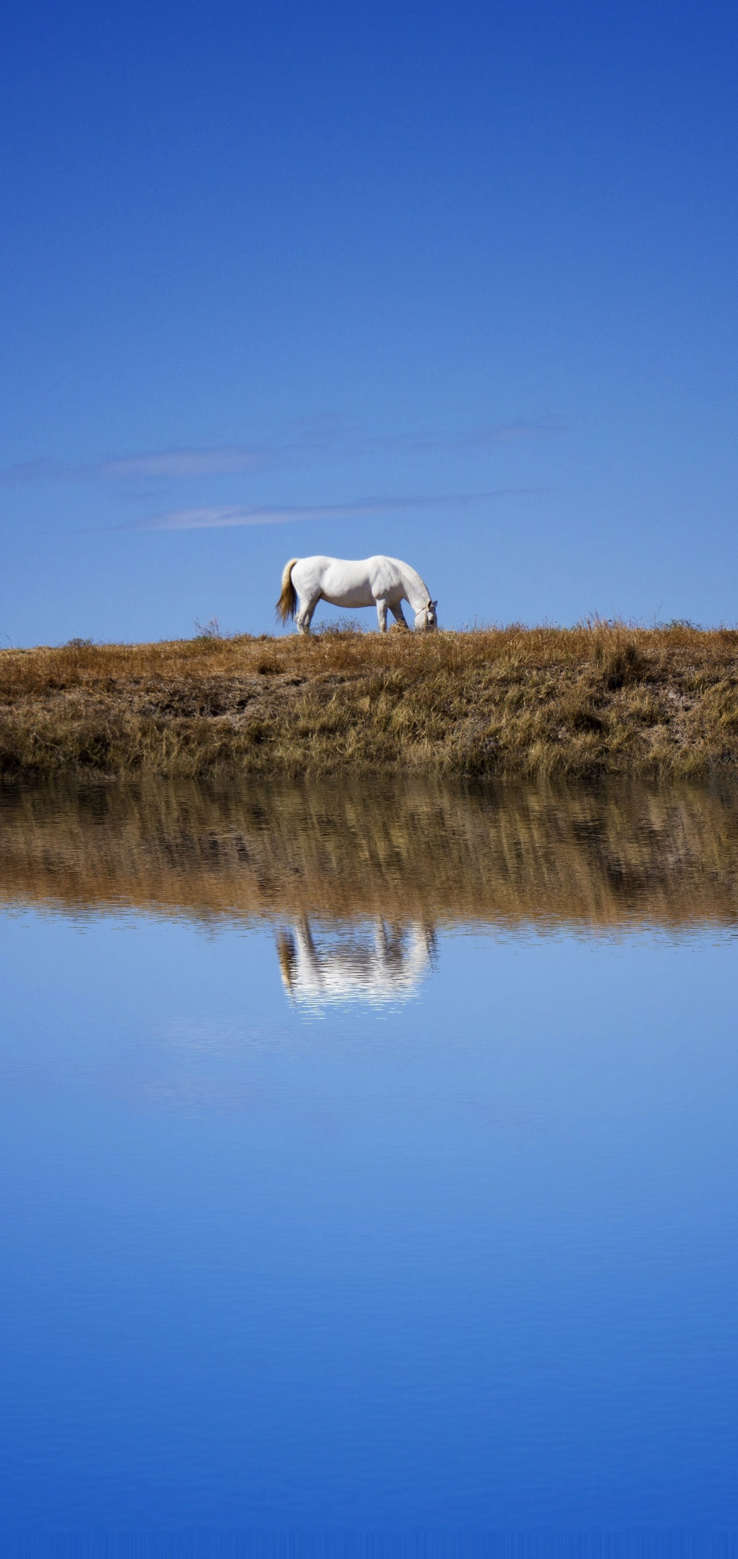 Animal Horse, Sky, Reflection, 1440x3040, Phone HD Wallpaper
