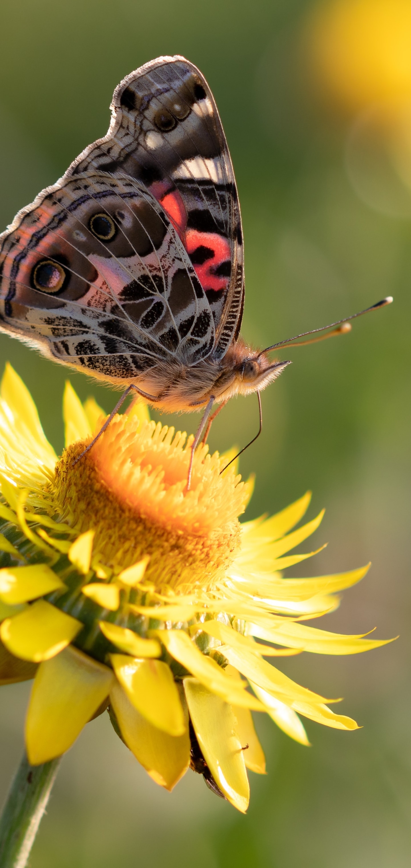 Animal Butterfly, Flower, Yellow Flower, Insect, 1440x3040, Phone HD Wallpaper