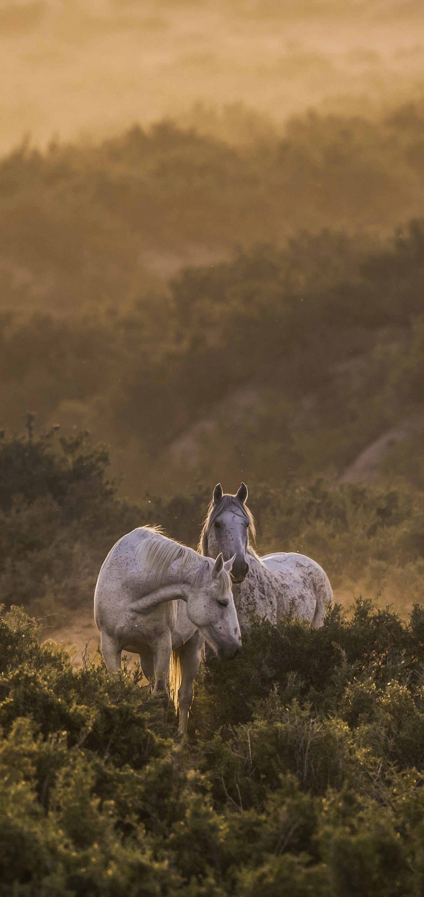 Animal Horse, 1440x3040, Phone HD Wallpaper