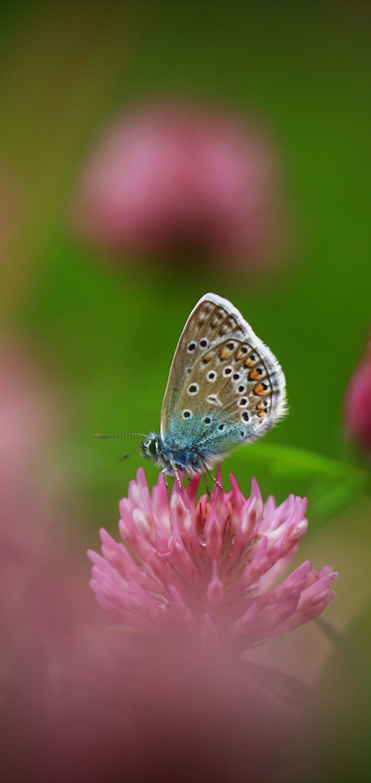 Animal Butterfly, Flower, Insect, Macro, 1440x3040, Phone HD Wallpaper