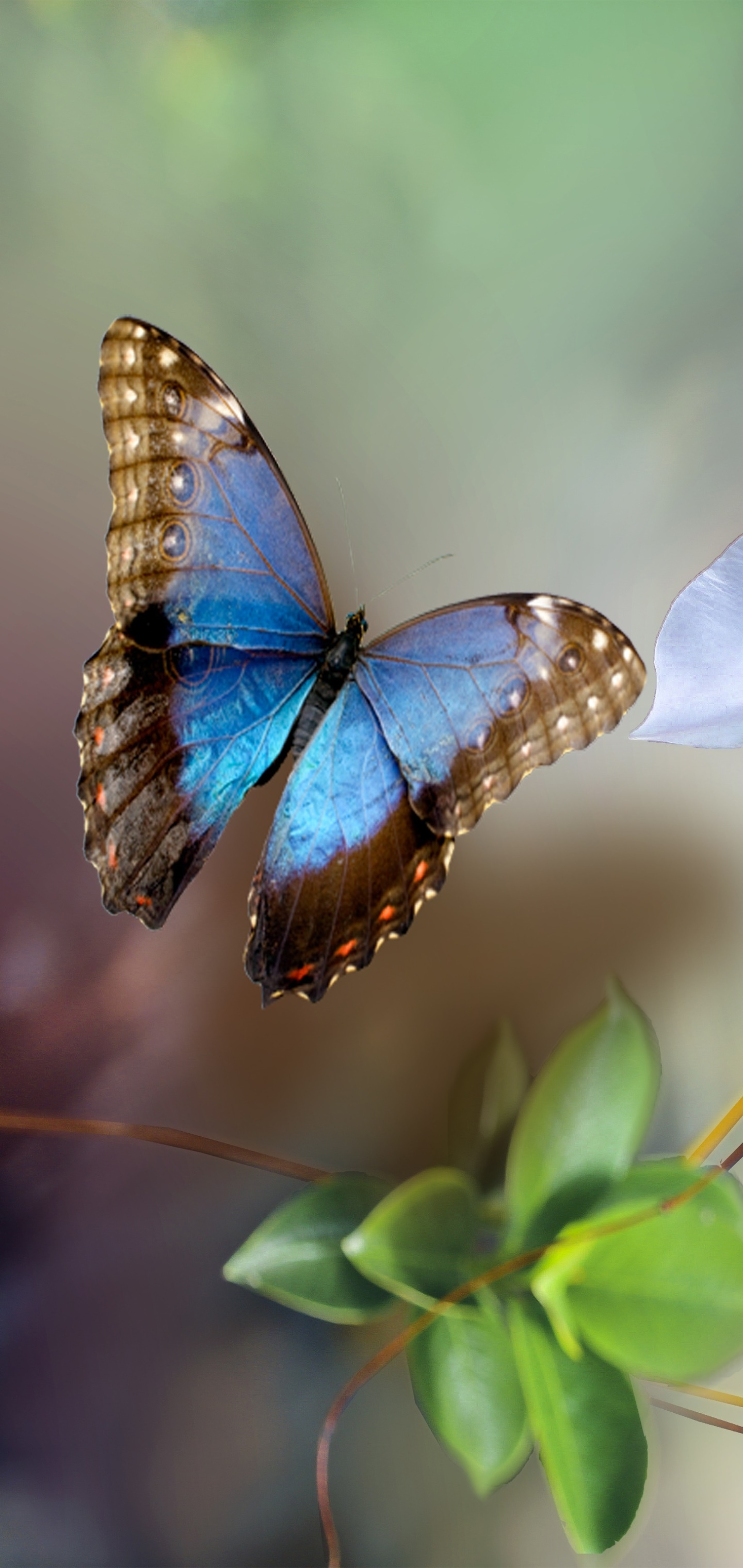 Animal Butterfly, Flower, 1440x3040, Phone HD Wallpaper