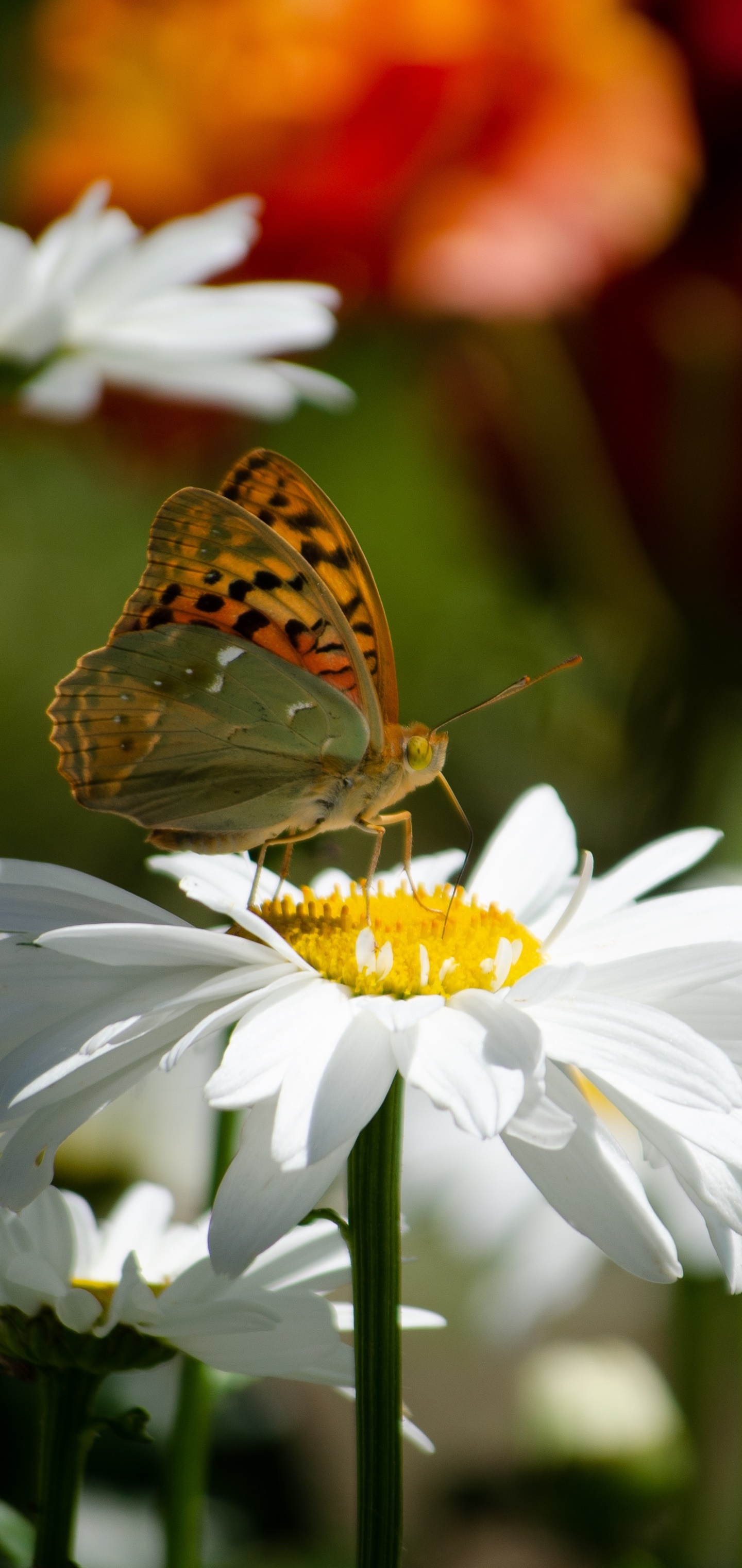 Animal Butterfly, Macro, Insect, Chamomile, Flower, Nature, 1440x3040, Phone HD Wallpaper