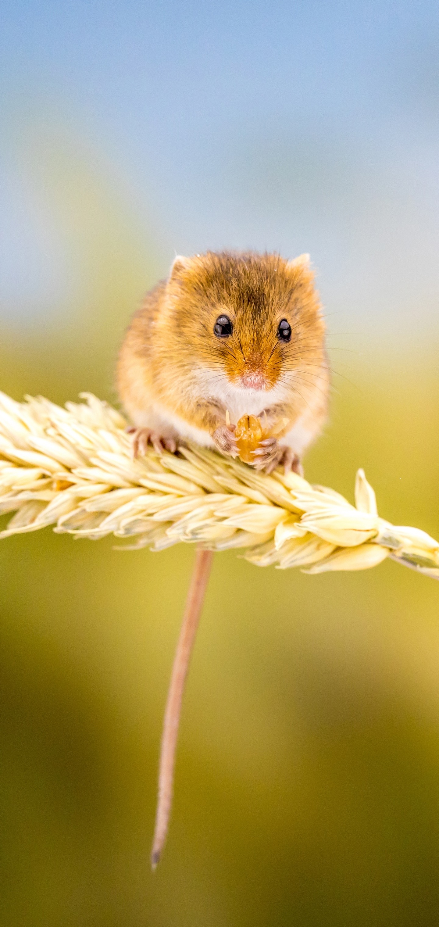 Animal Mouse, 1440x3040, Phone HD Wallpaper