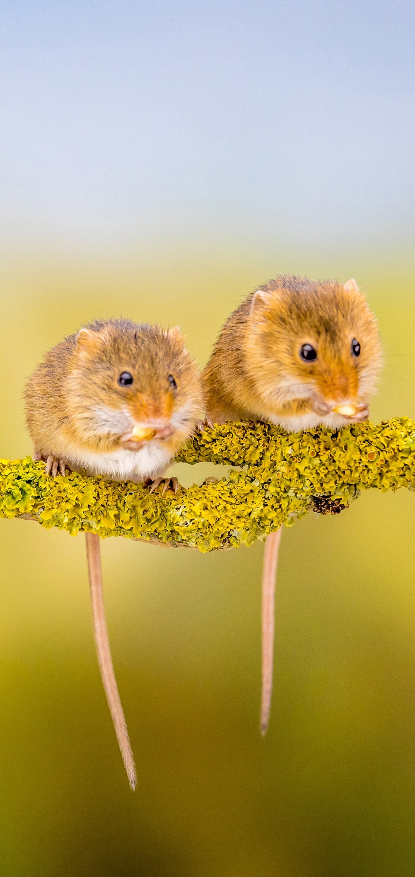Animal Mouse, 1440x3040, Phone HD Wallpaper