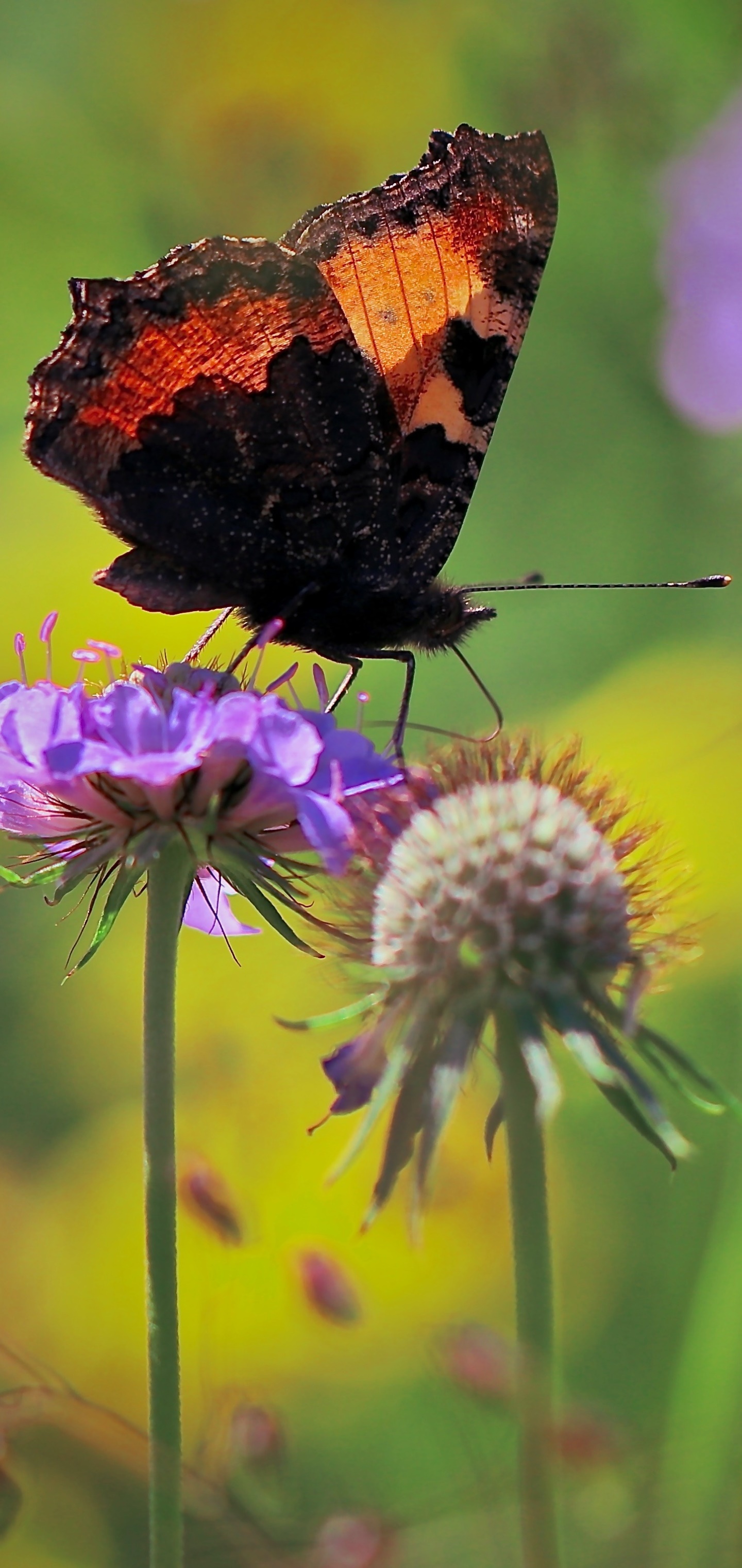 Animal Butterfly, Insect, Flower, Macro, 1440x3040, Phone HD Wallpaper